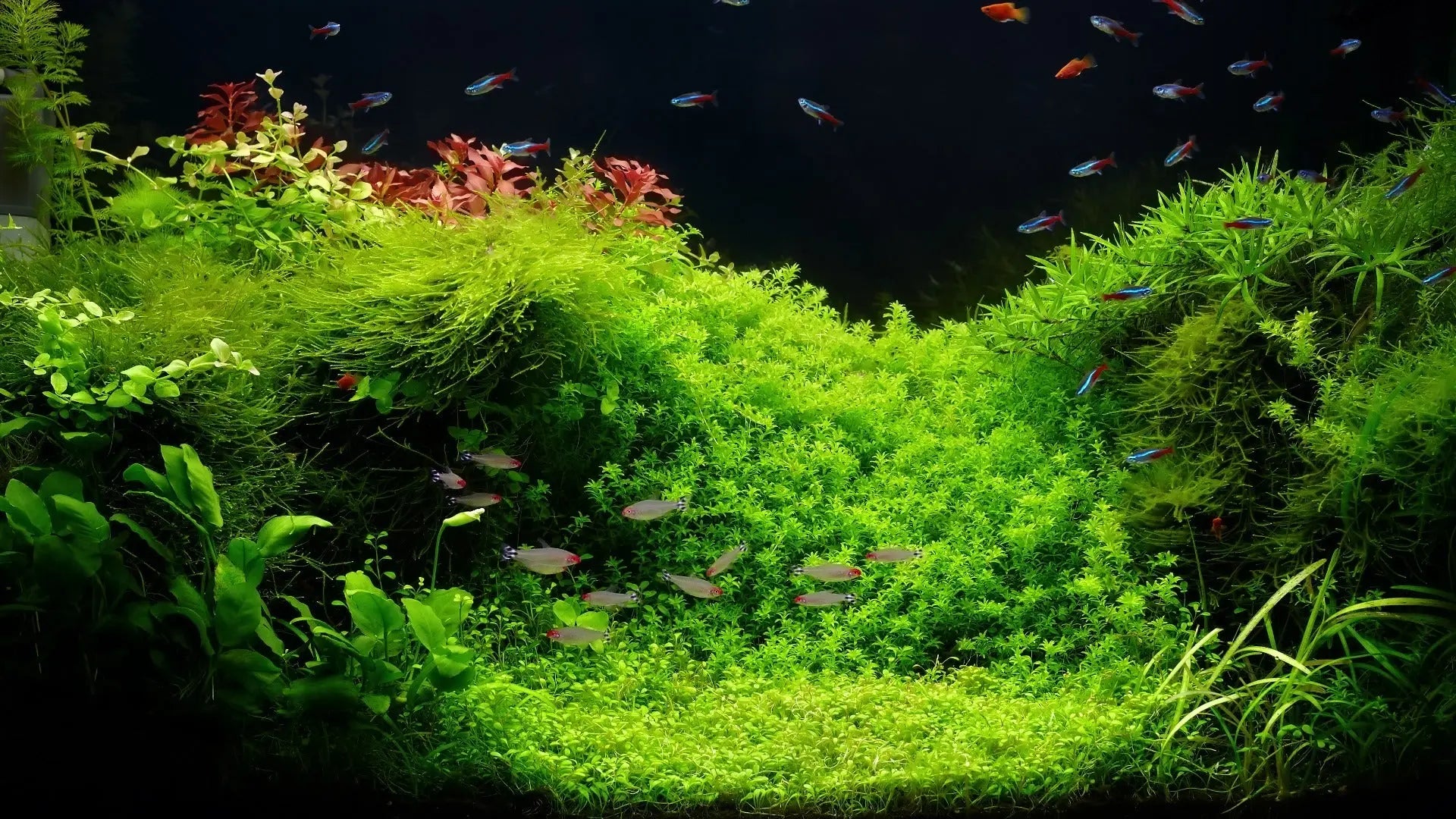 The Best Algae Eaters for a Clean, Thriving Planted Aquarium Waterbox Aquariums