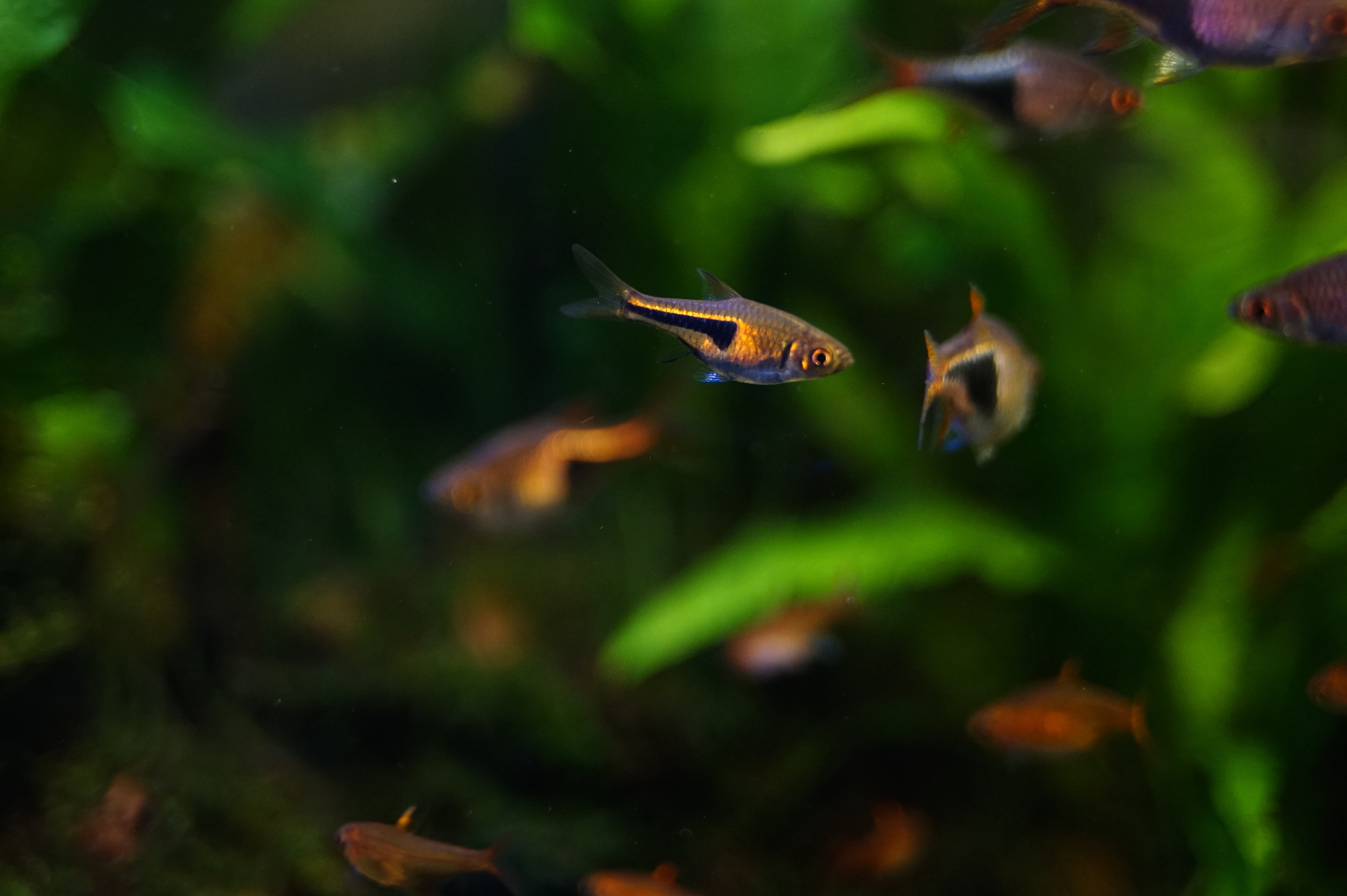 How to Create a Thriving Community Freshwater Aquarium