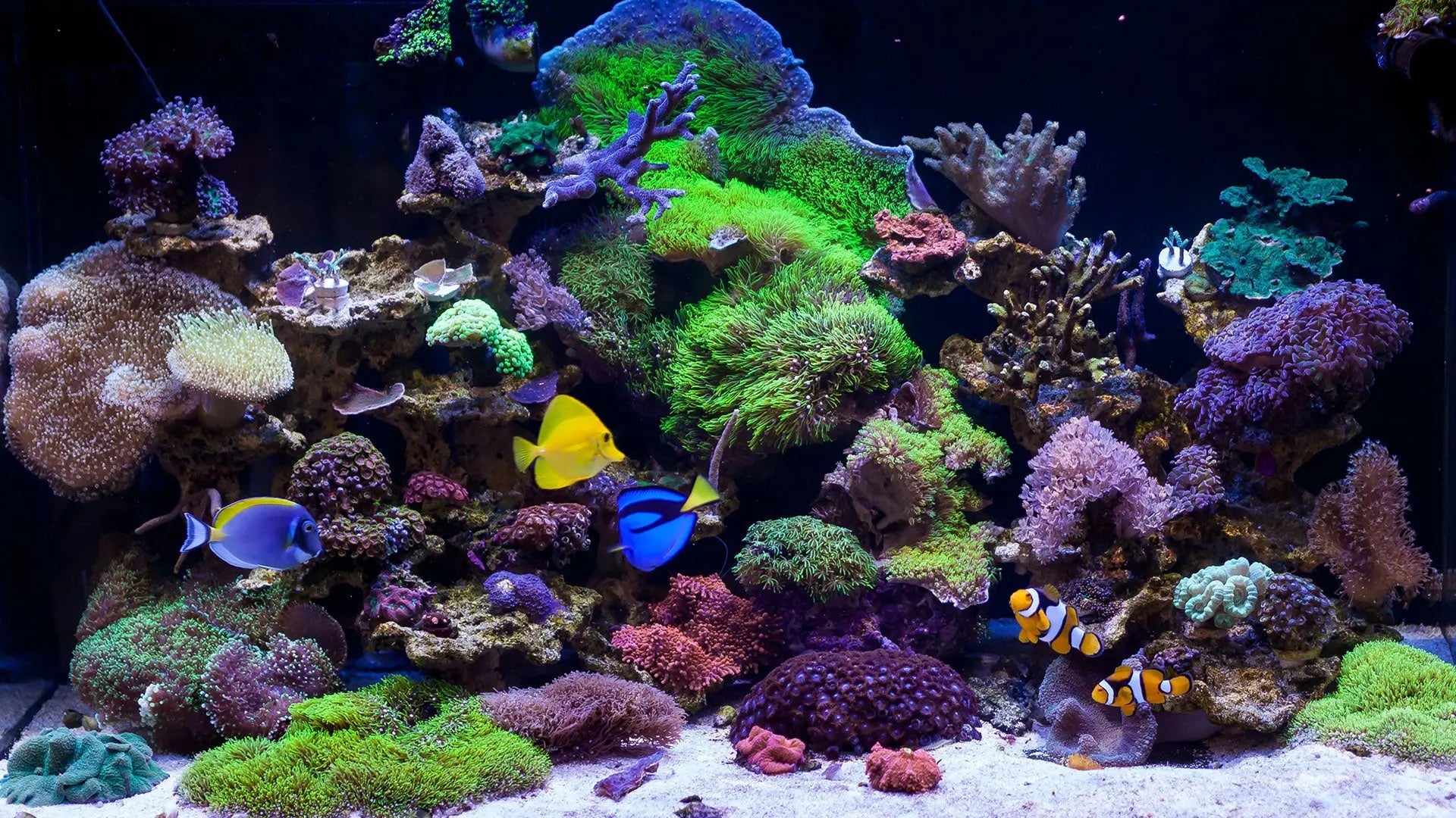 How to Aquascape a Saltwater Waterbox Aquariums® Waterbox Aquariums