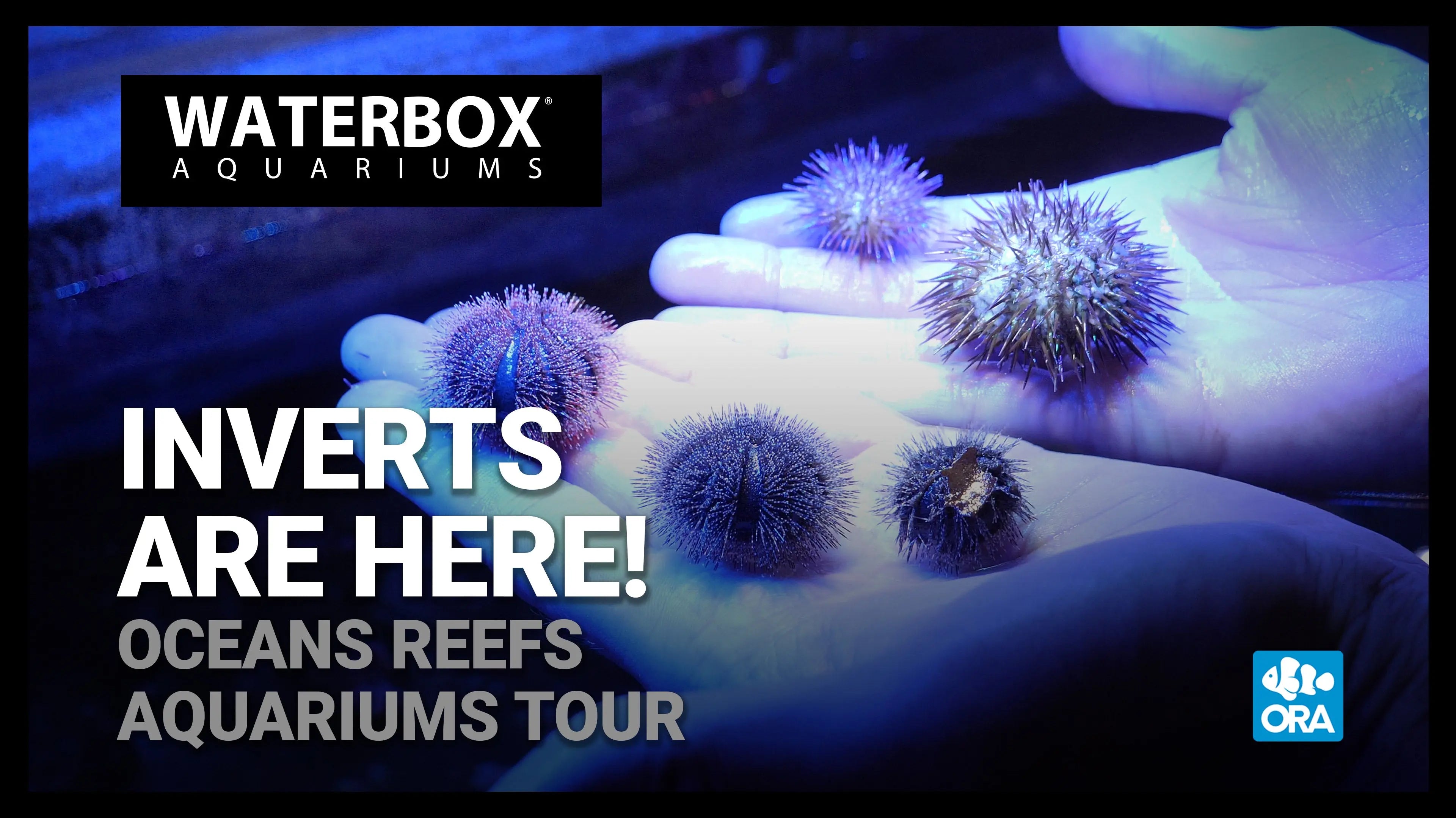 Inverts, ATO and a Tour of ORA | A Guide to All In One Aquariums LIVE Waterbox Aquariums