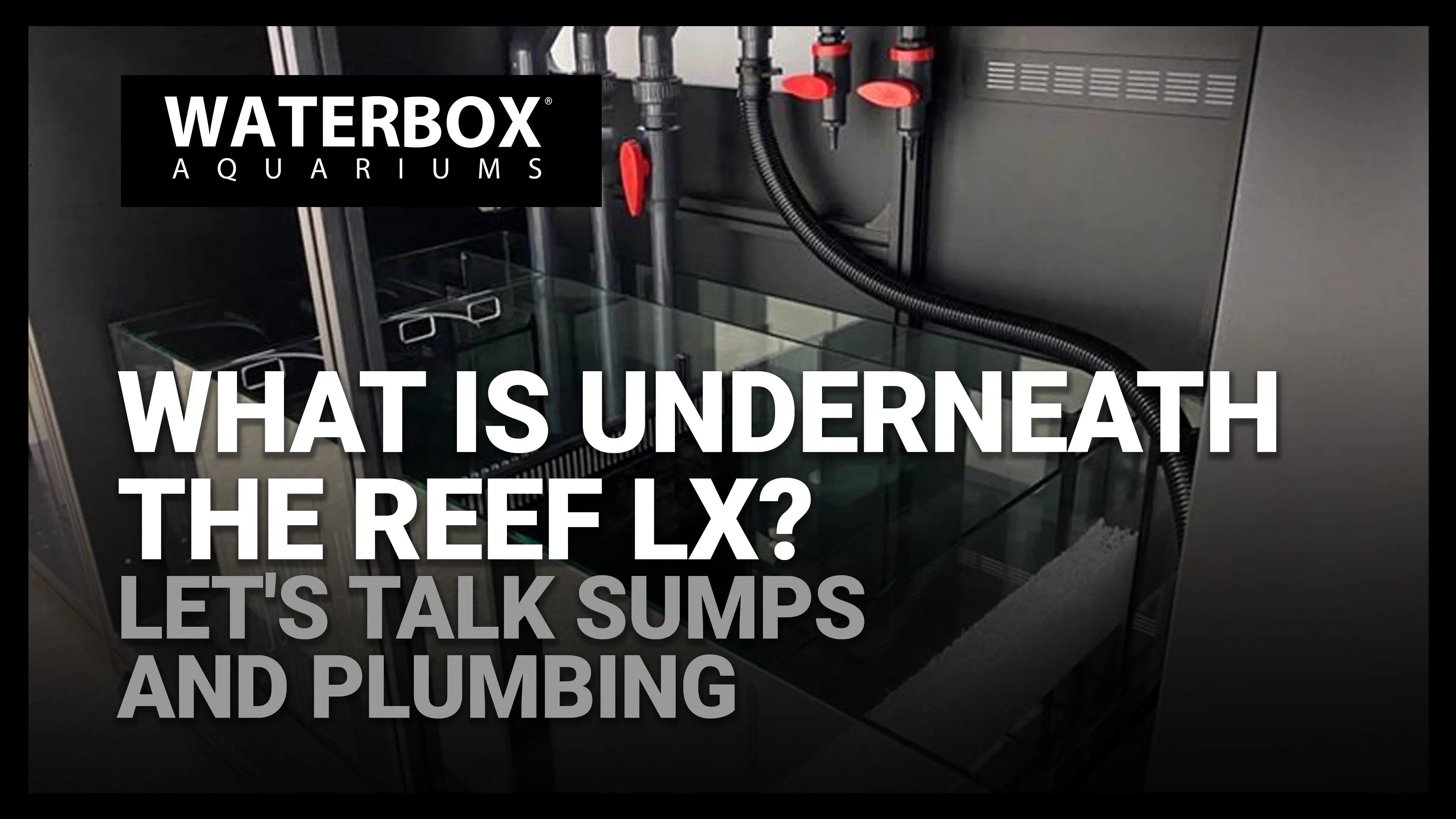 What is underneath the LX? Let's Talk Sumps and Plumbing LIVE Waterbox Aquariums