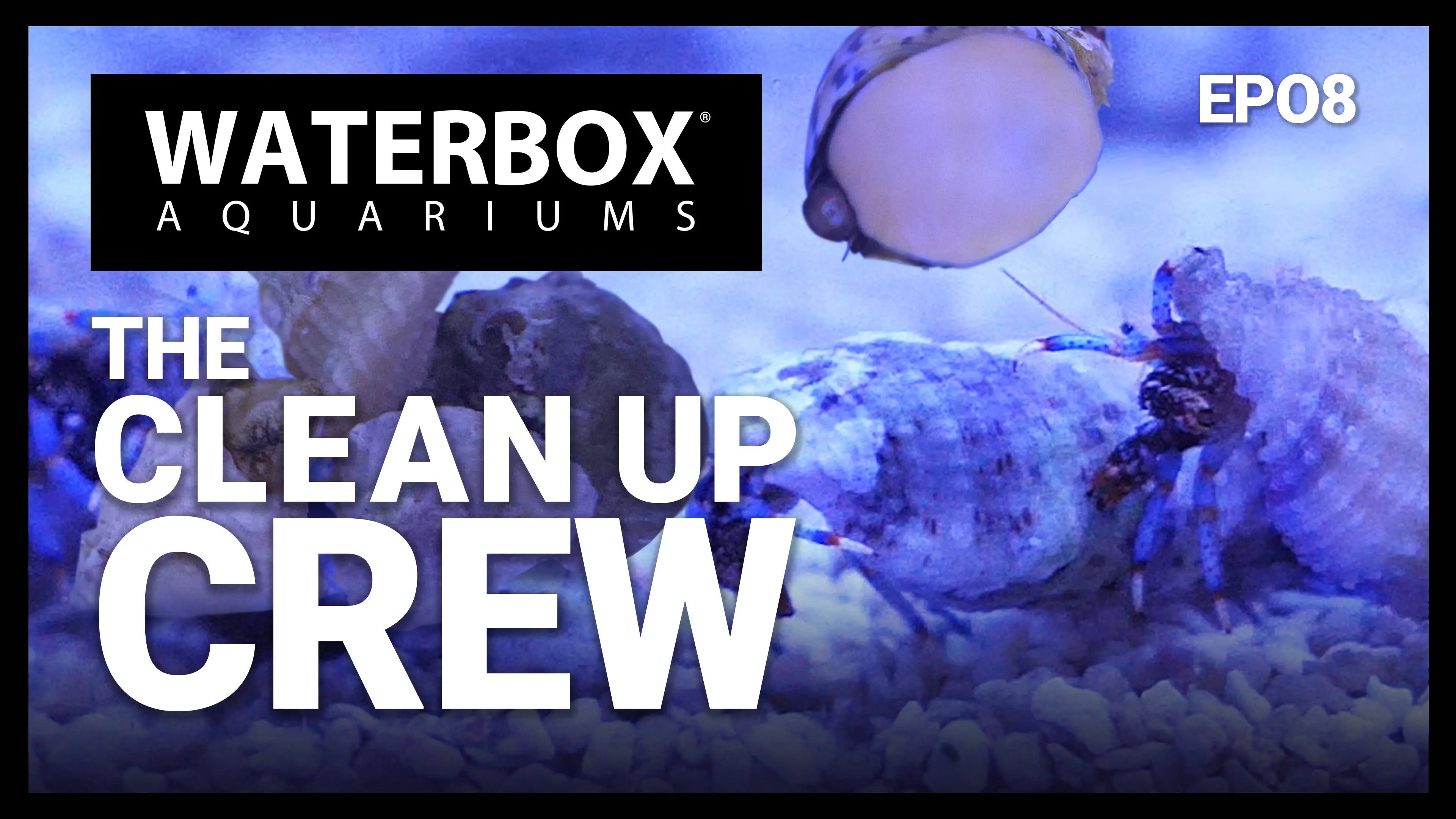 Introducing The Clean Up Crew for the REEF LX 320.7 Waterbox Aquariums
