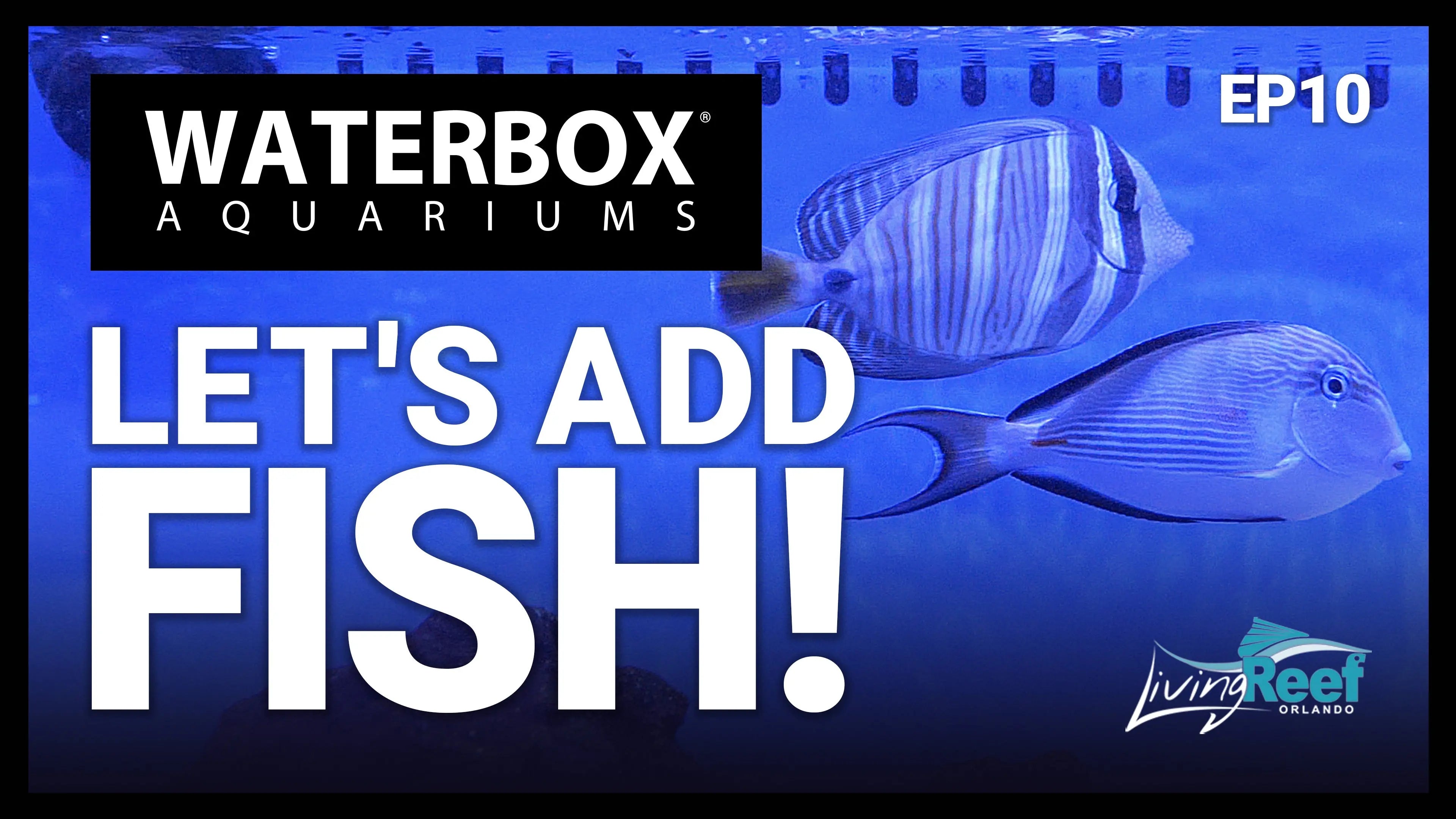 EP10 Researching and Choosing Fish | A Guide to Large Reef Aquariums Waterbox Aquariums