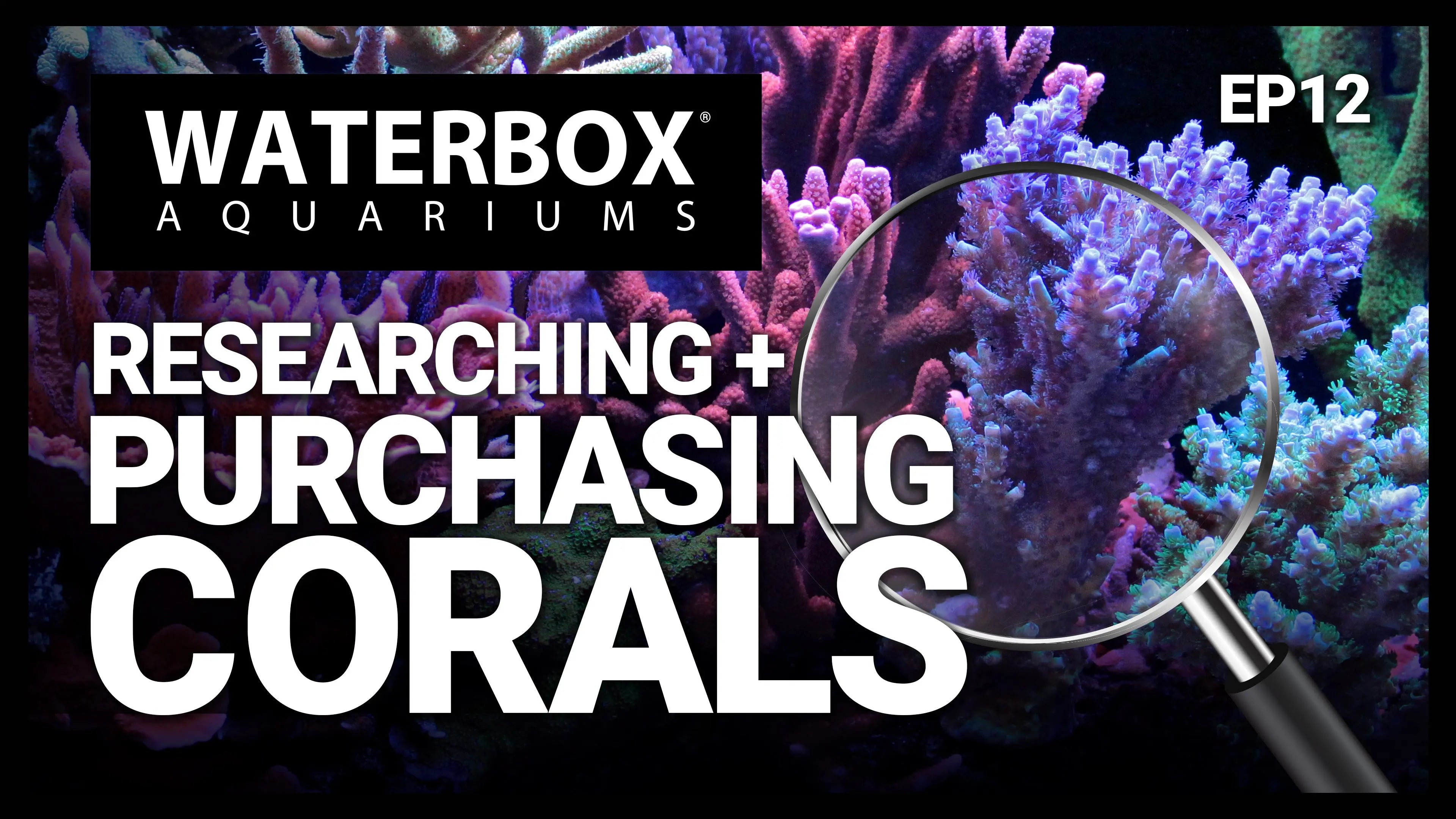 Buying Coral: What to Know! Waterbox Aquariums