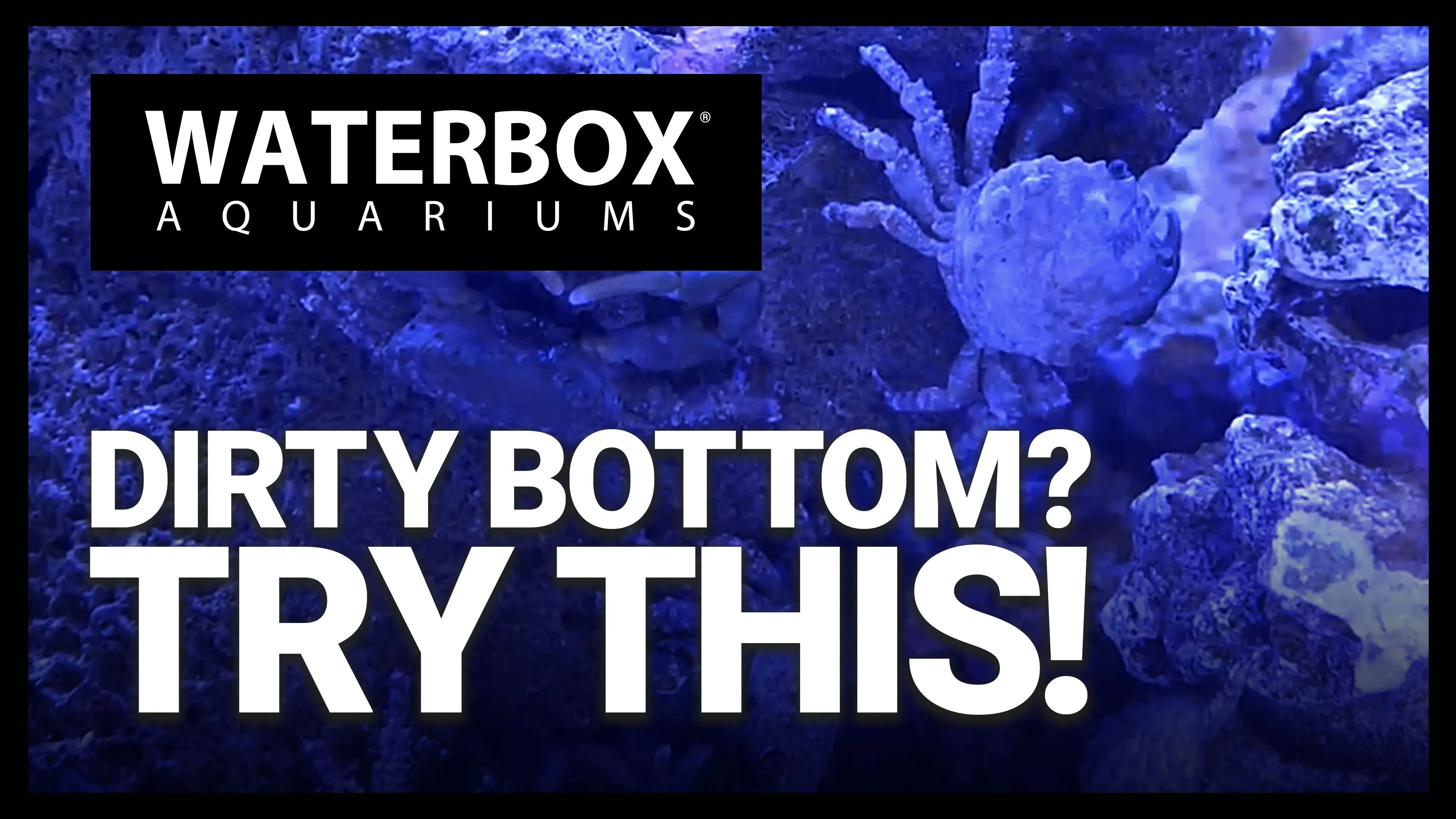 Episode #124: Let's Talk About Cleanup Crews Waterbox Aquariums