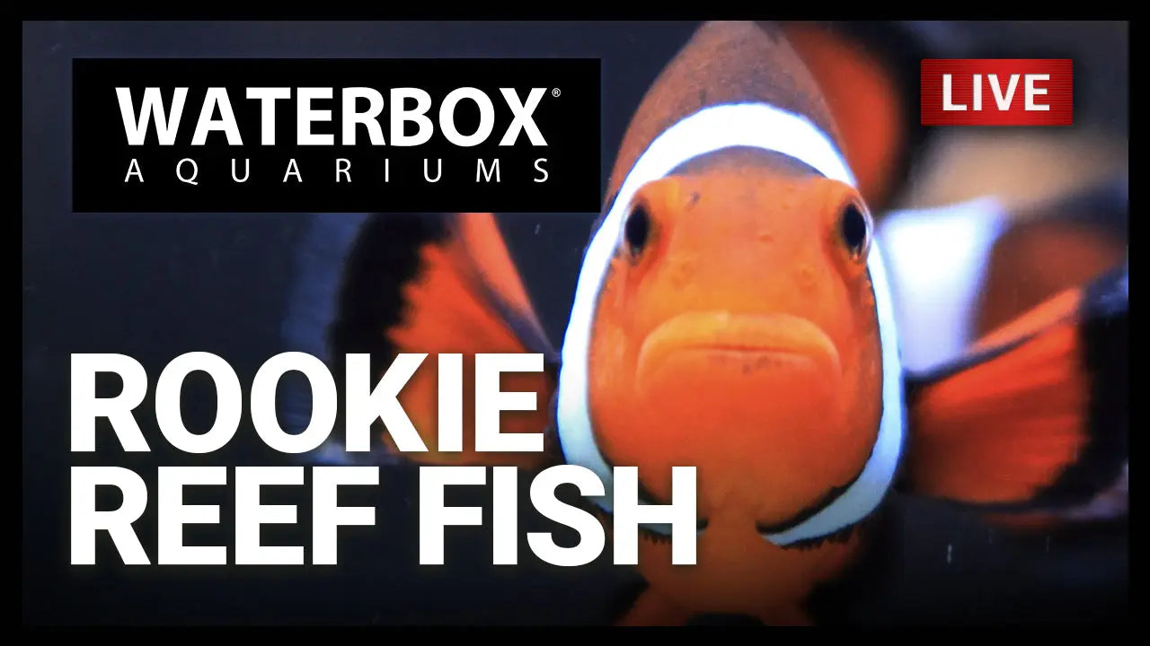Rookie Fish - Lets discuss our go-to reef beginner fish. Waterbox Aquariums