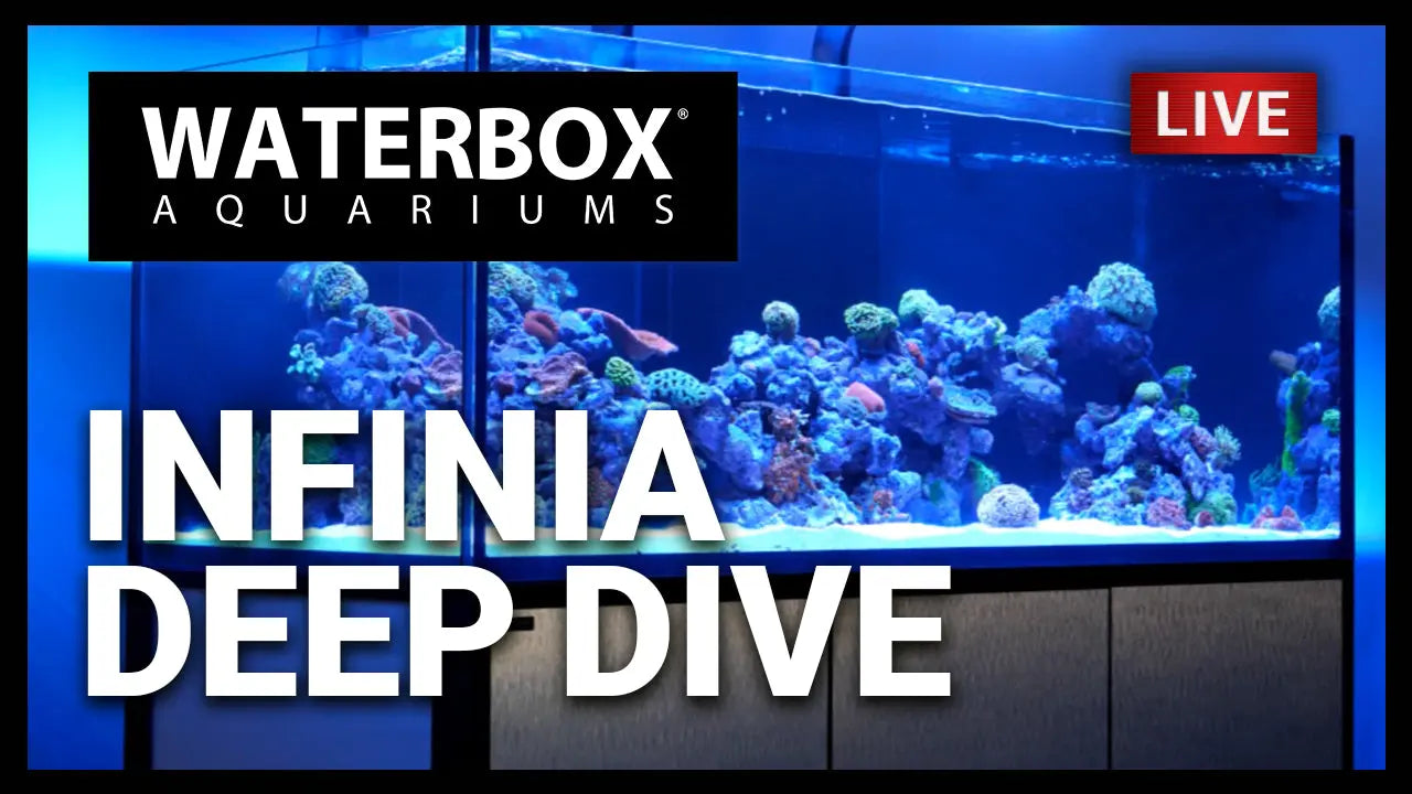 Episode 127: Infinia spotlight - We love our new INIFINIA and we're going to show you why. Waterbox Aquariums