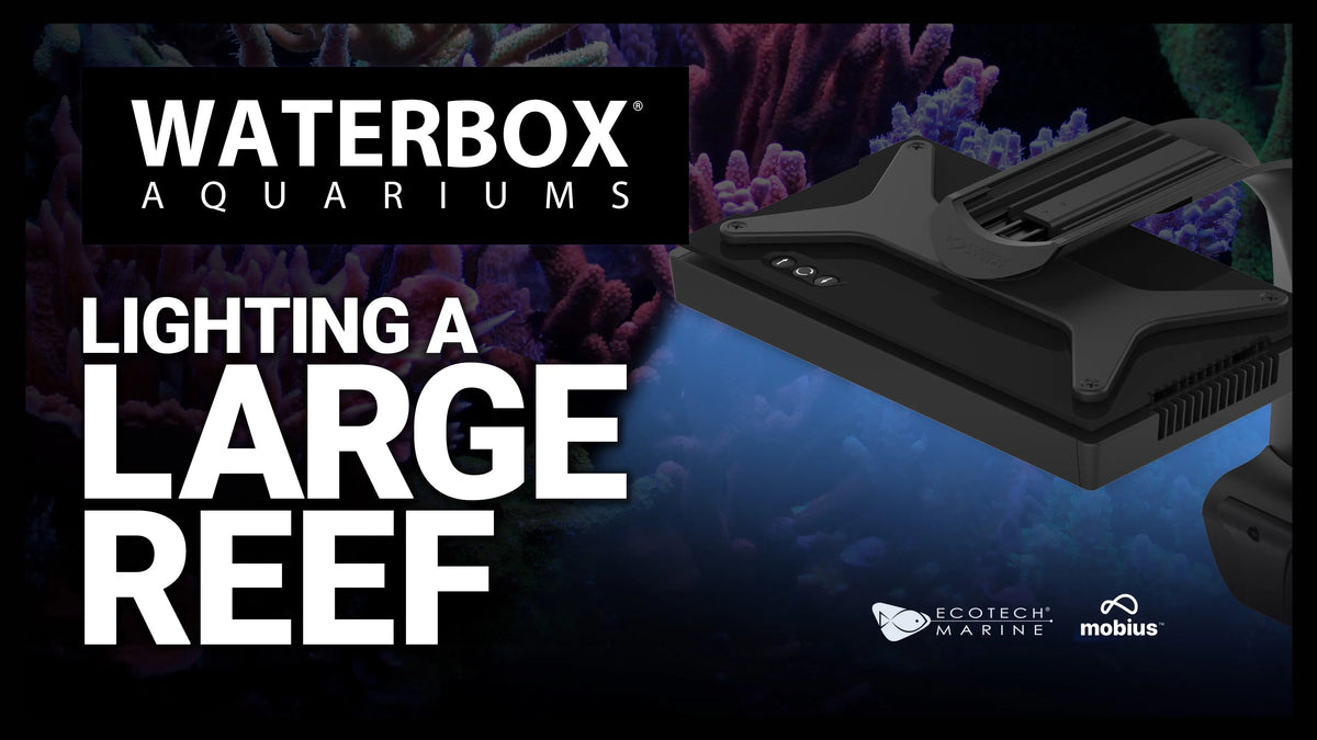 Lighting the REEF LX 320.7 Waterbox Aquariums