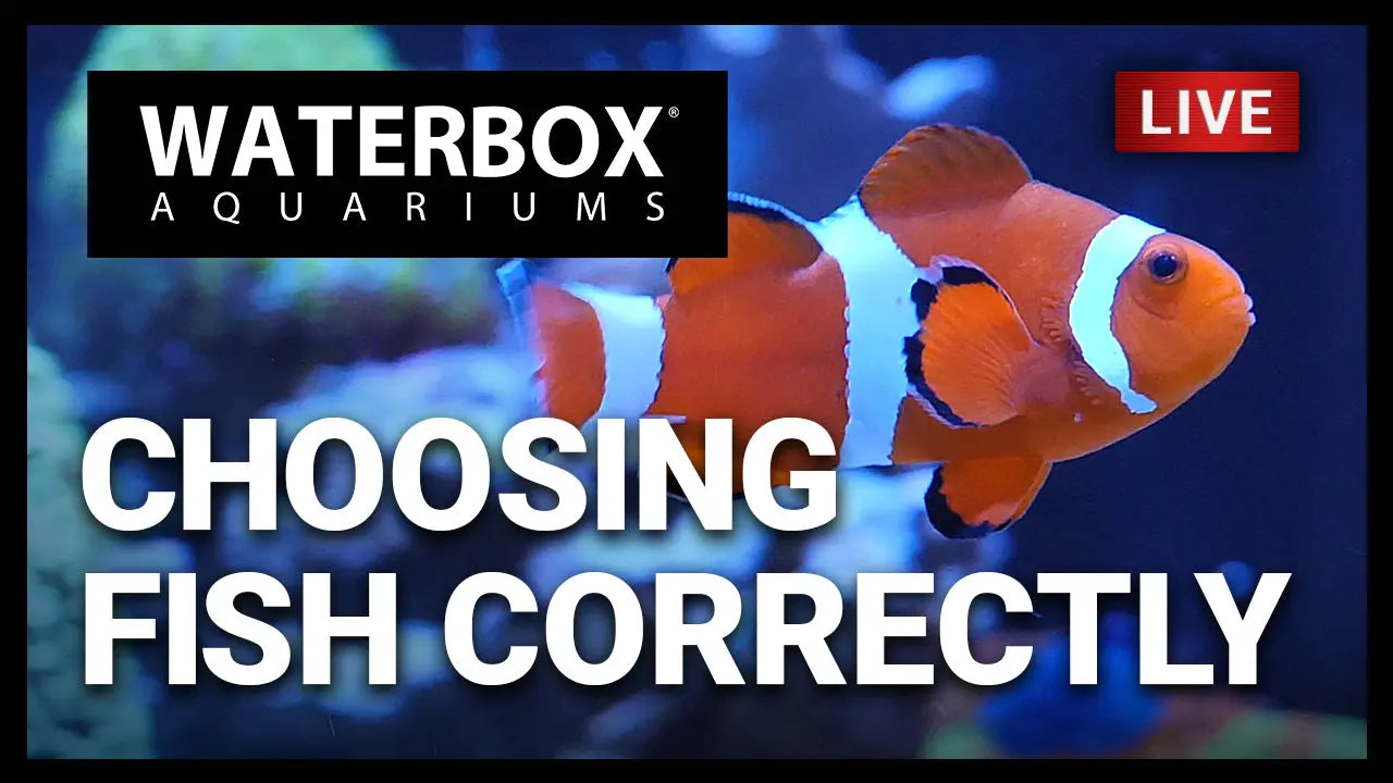 Episode 130: Choosing the right fish for your aquarium. Waterbox Aquariums