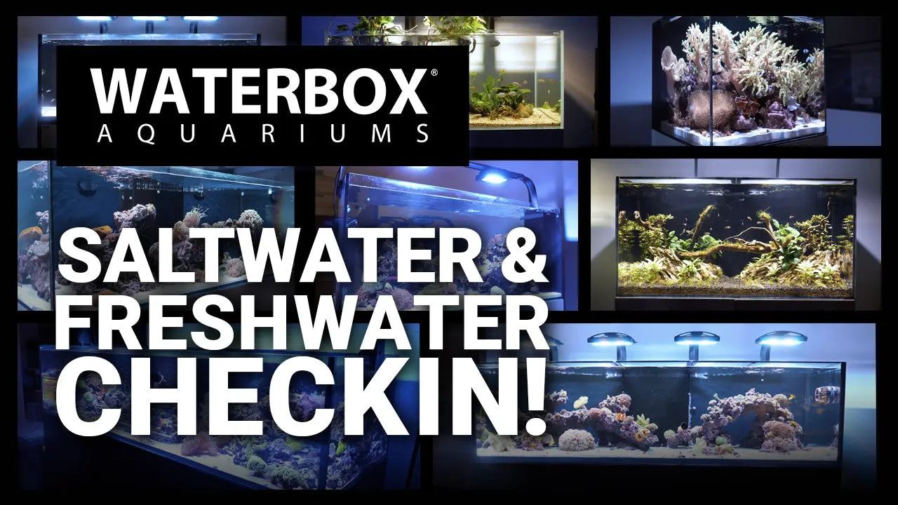 Episode 134: Studio Aquariums are Thriving, Get Inspired. Waterbox Aquariums