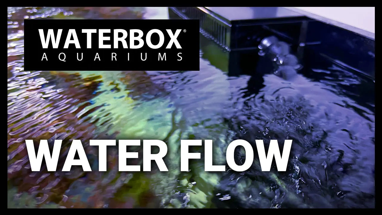 EP136 - The importance of water flow in a reef aquarium Waterbox Aquariums