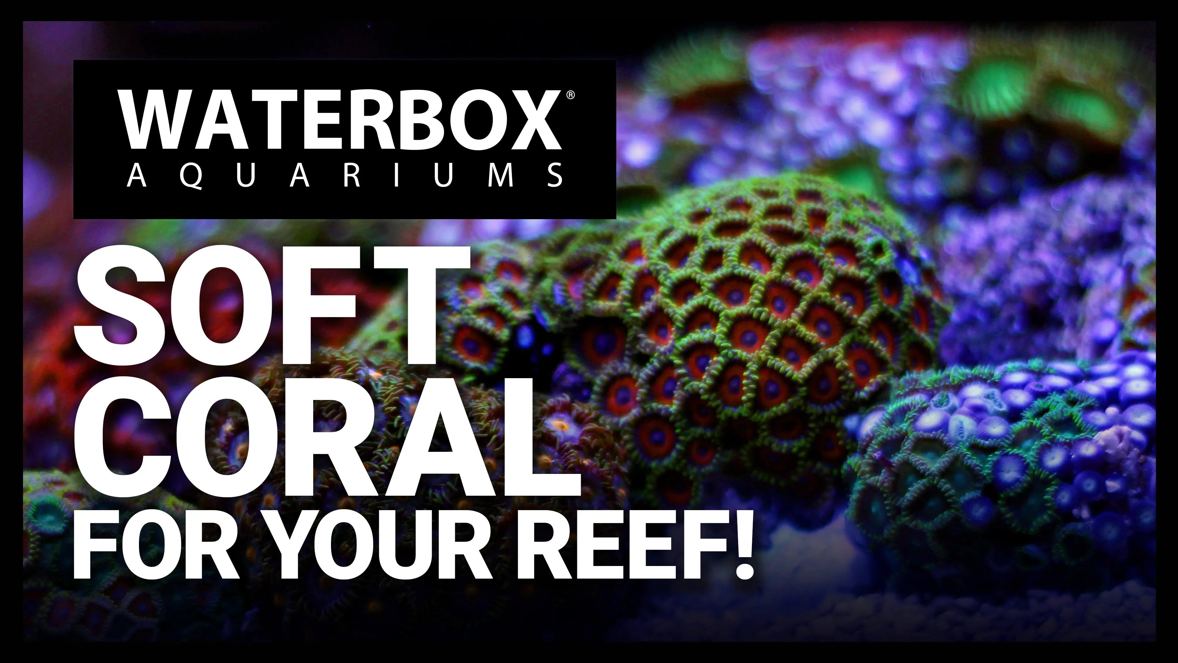 Soft Coral For Your Reef! Waterbox Aquariums