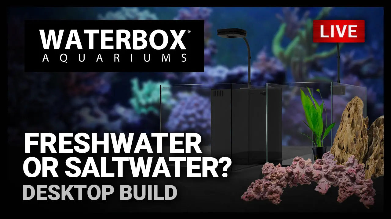 Episode 147: Aquascaping Freshwater and Saltwater Desktop Aquariums. Waterbox Aquariums