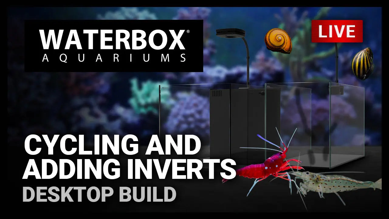 Episode 148: Cycling and adding Inverts to both saltwater and freshwater aquariums Waterbox Aquariums