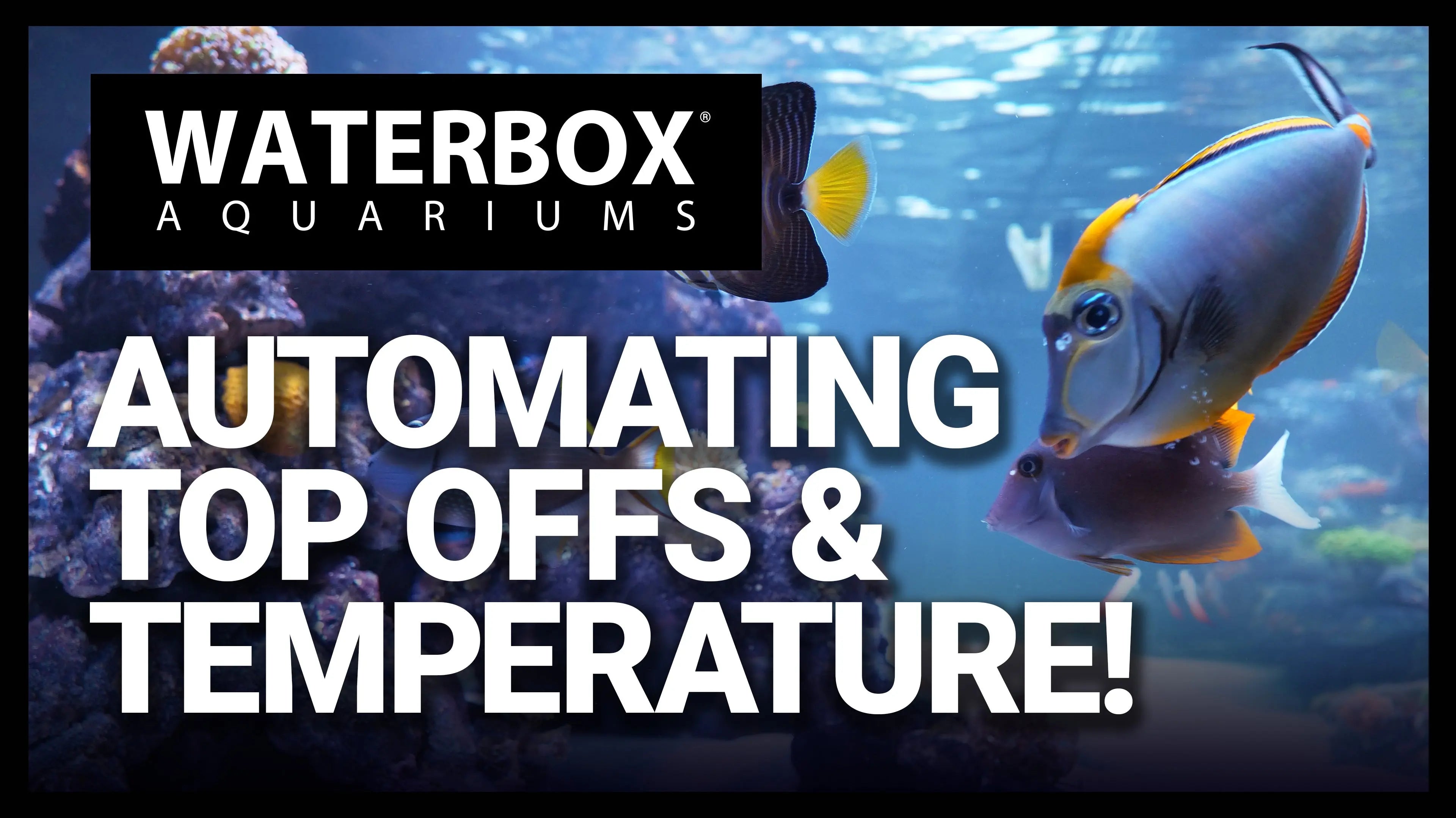 The Importance of Heaters and ATOs in Reef Aquariums Waterbox Aquariums