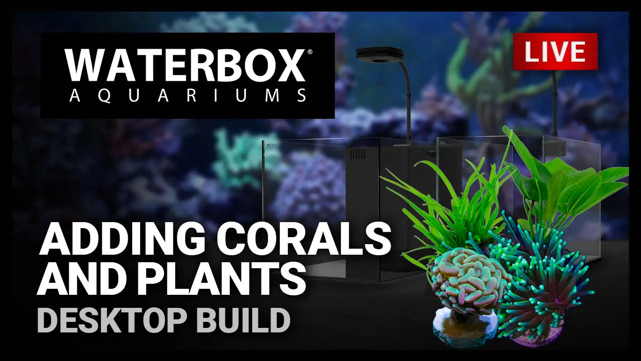 Episode 150: Adding corals and plants to our saltwater and freshwater desktop aquarium builds. Waterbox Aquariums