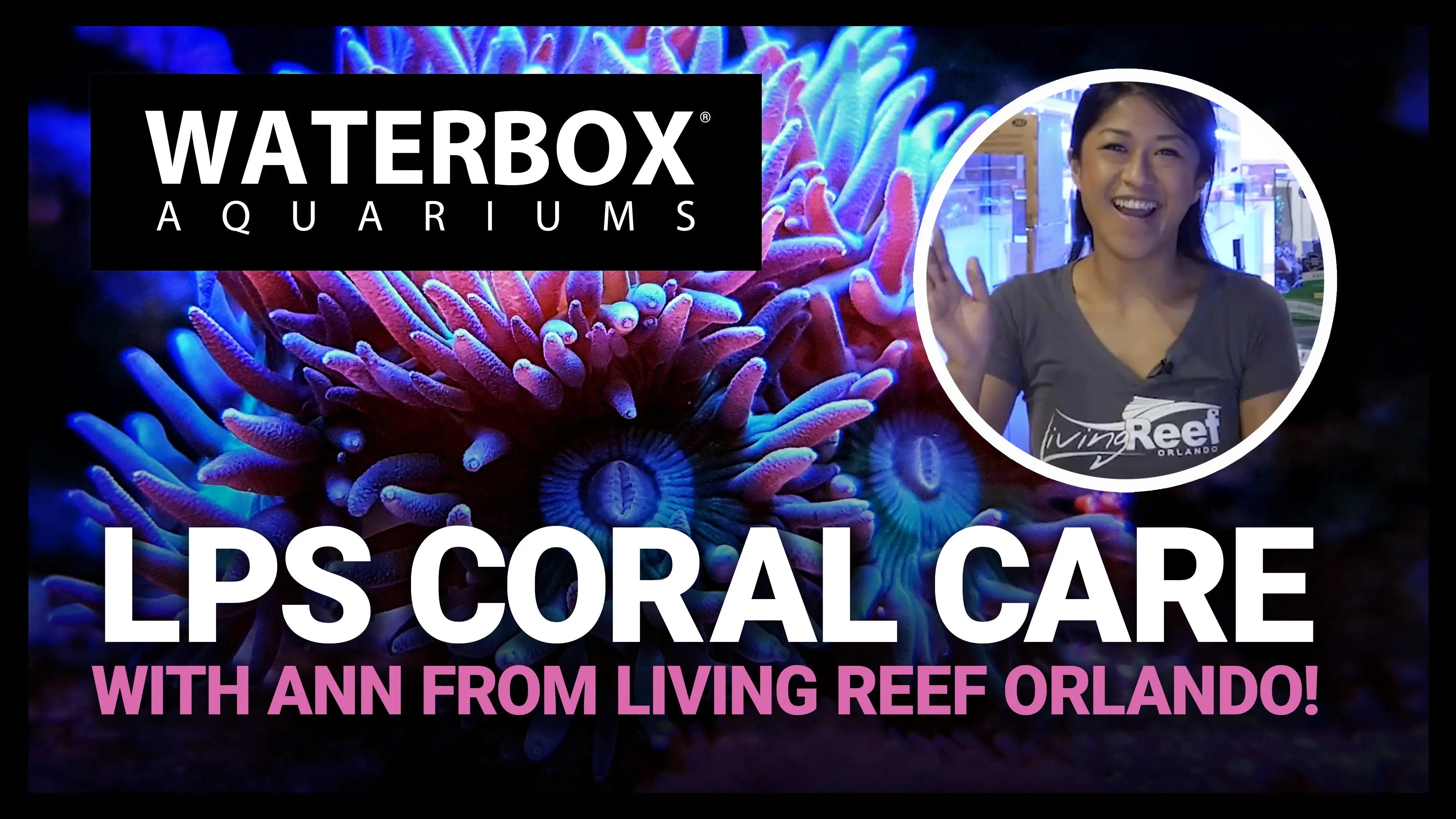 Adding LPS Coral: Caring For Large Polyp Stony Corals, Featuring Living Reef Orlando! Waterbox Aquariums