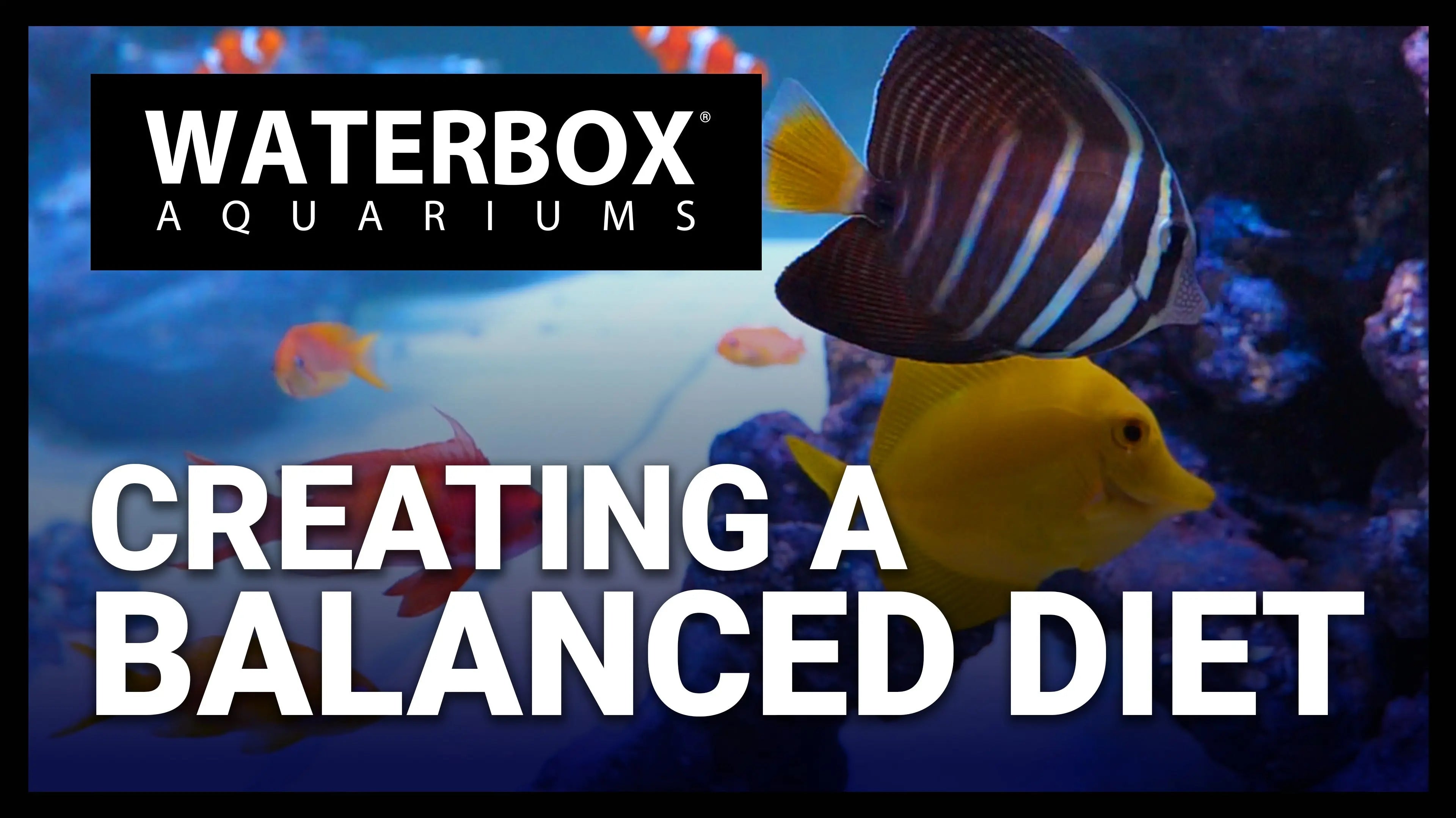 A Balanced Diet for Longevity Waterbox Aquariums