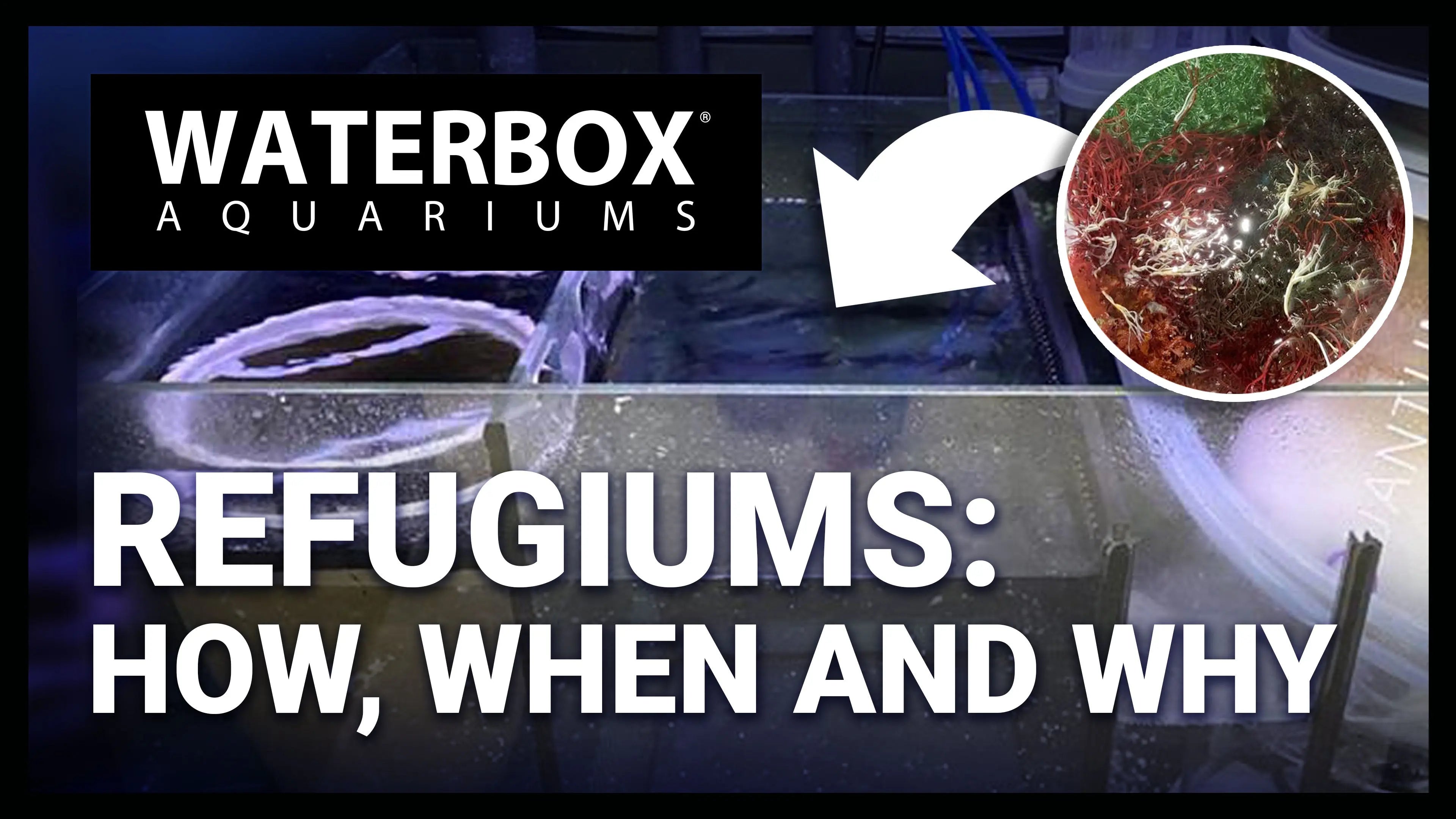 Let's Add a Refugium to the Huge REEF LX 320.7! Waterbox Aquariums