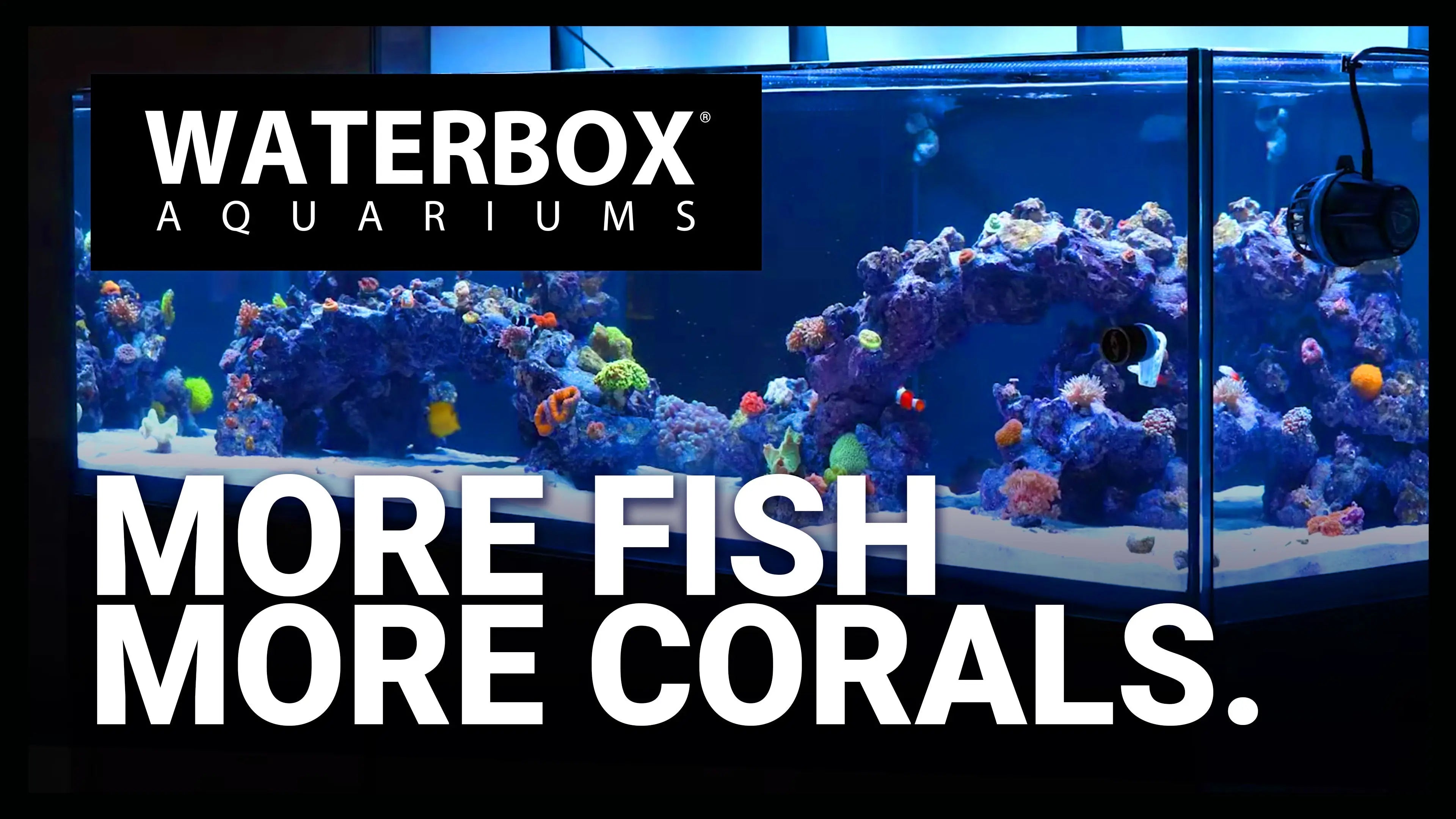 Final Shipment of SPS Corals + Fish Arrive for the REEF LX. Waterbox Aquariums