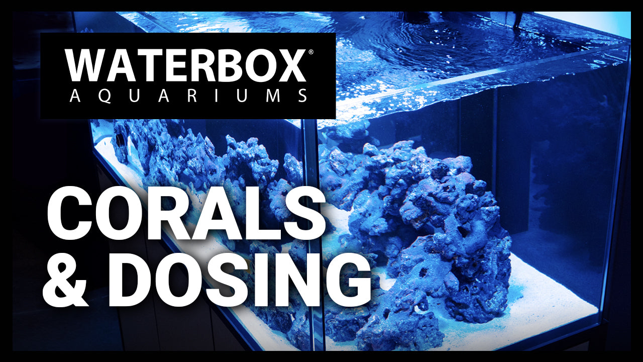 Episode 135: More Corals In The INFINIA & We Talk Dosing