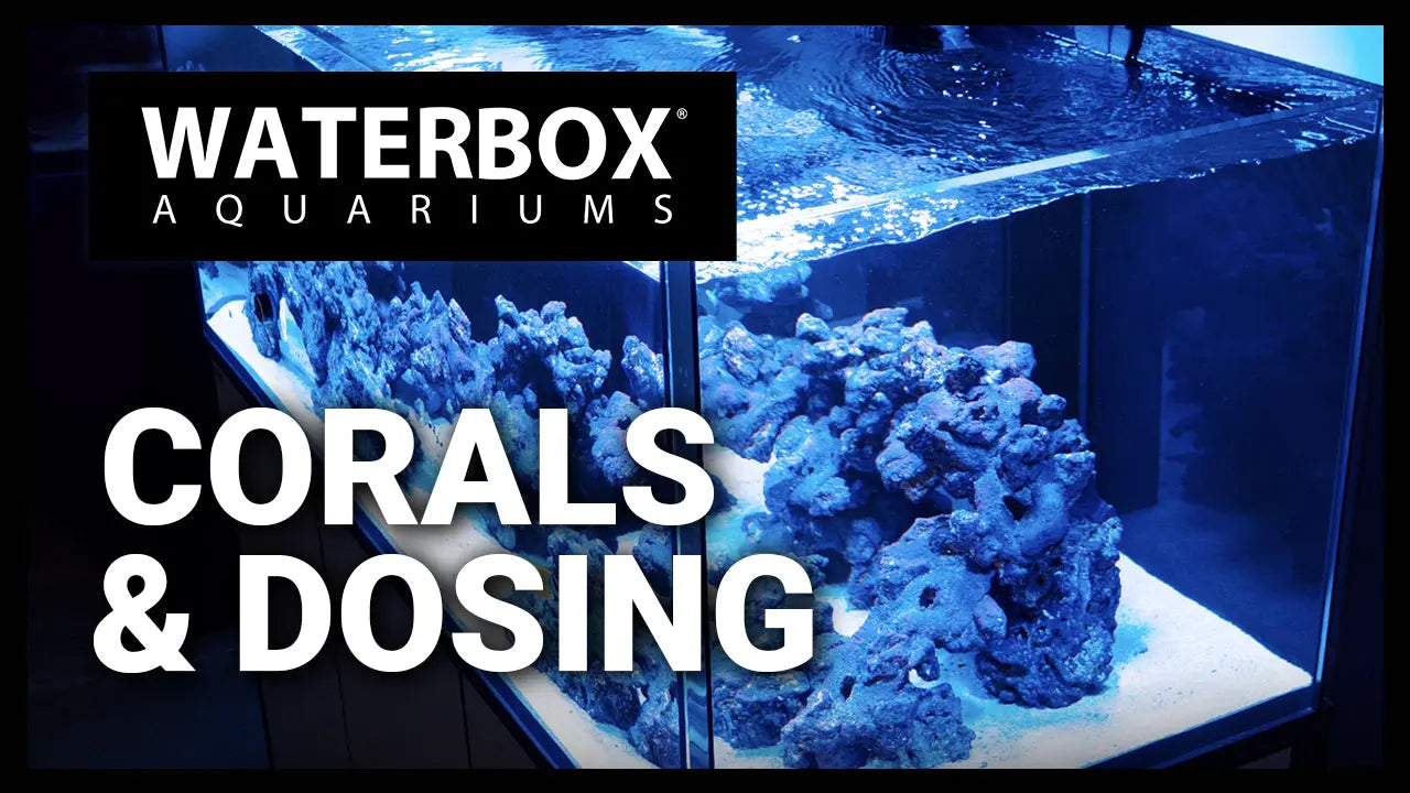 Episode 135: More Corals In The INFINIA & We Talk Dosing Waterbox Aquariums