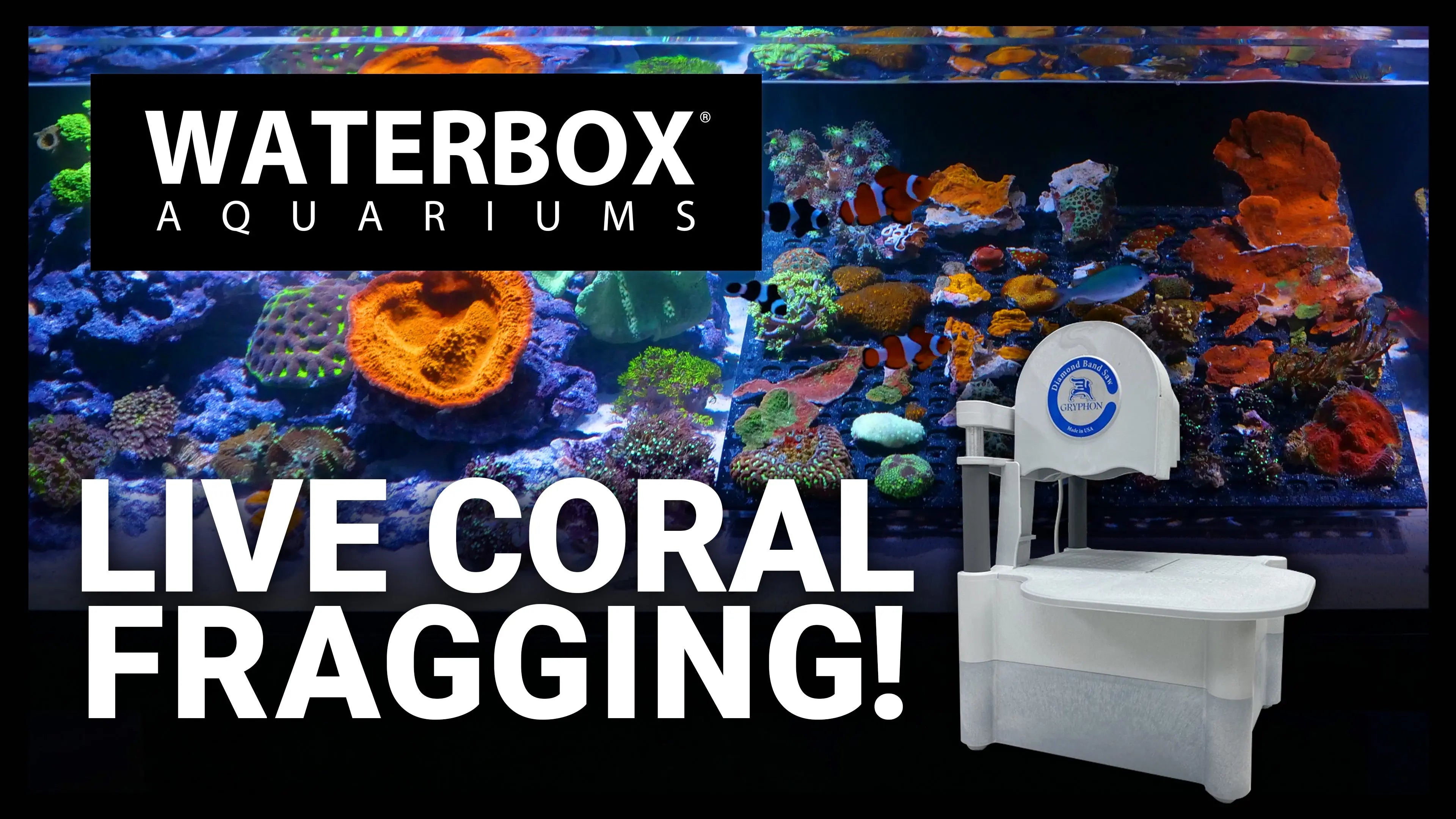 LIVE CORAL FRAGGING! Waterbox Aquariums