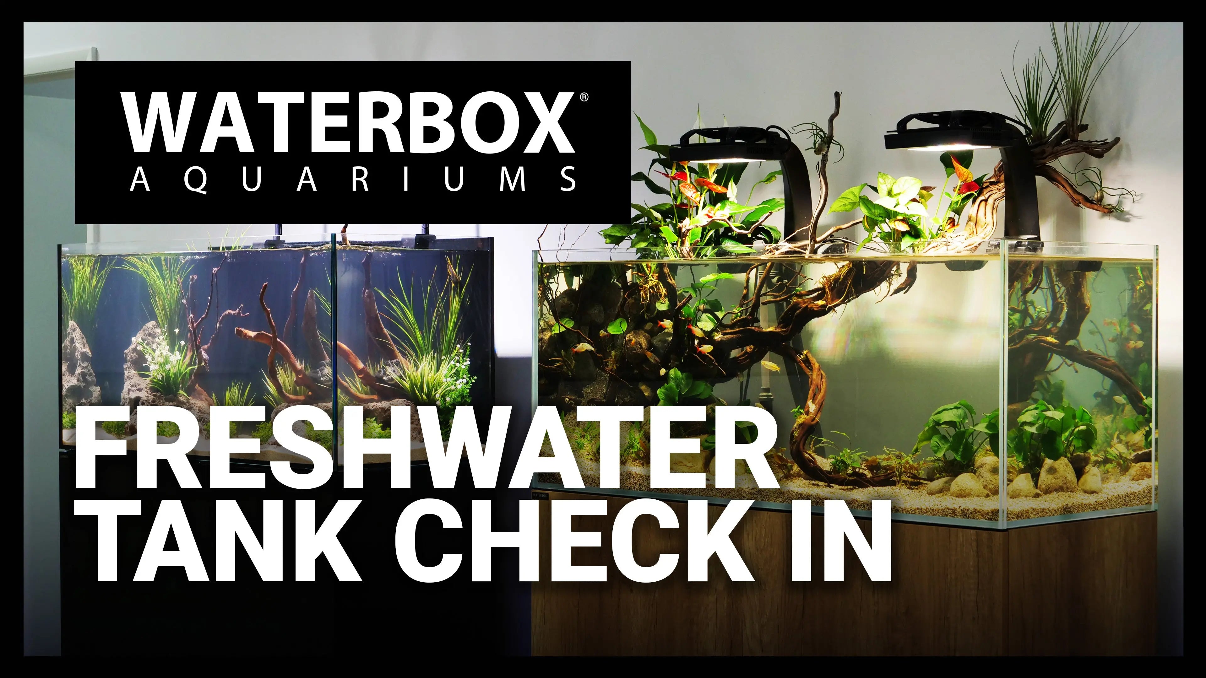 What to expect when starting a freshwater Aquarium. Waterbox Aquariums