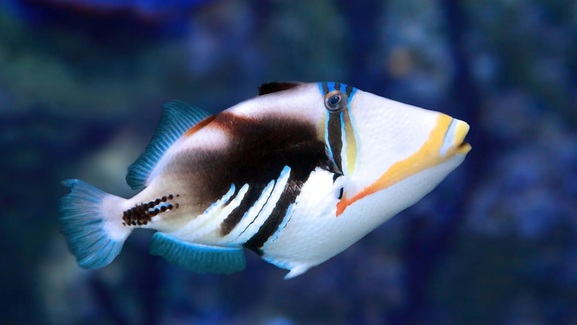 Feeding for Success: The Complete Guide to Fish Nutrition Waterbox Aquariums