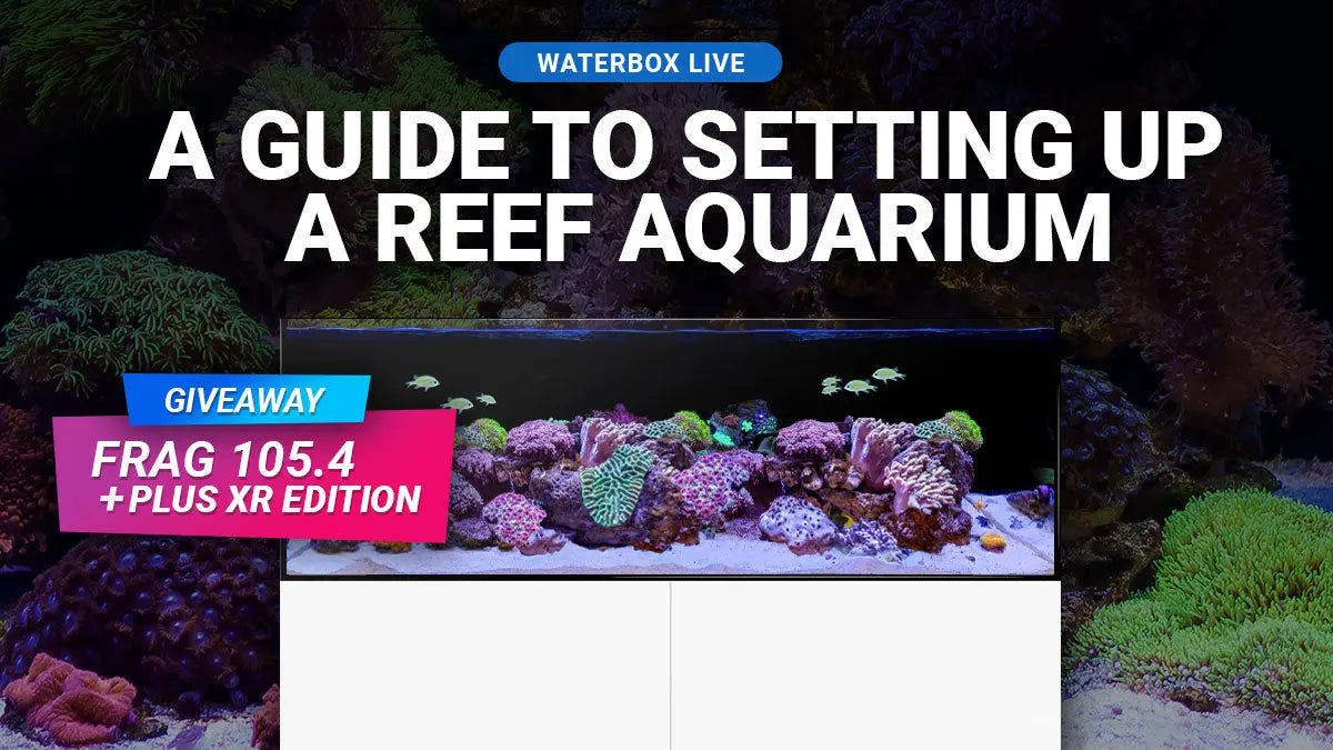 New Series: A Guide to Setting Up a Reef Aquarium Waterbox Aquariums