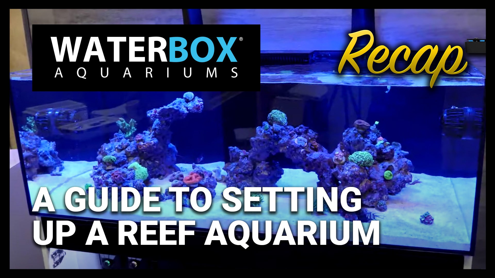 What do I need to set up a marine aquarium? - Help Guides