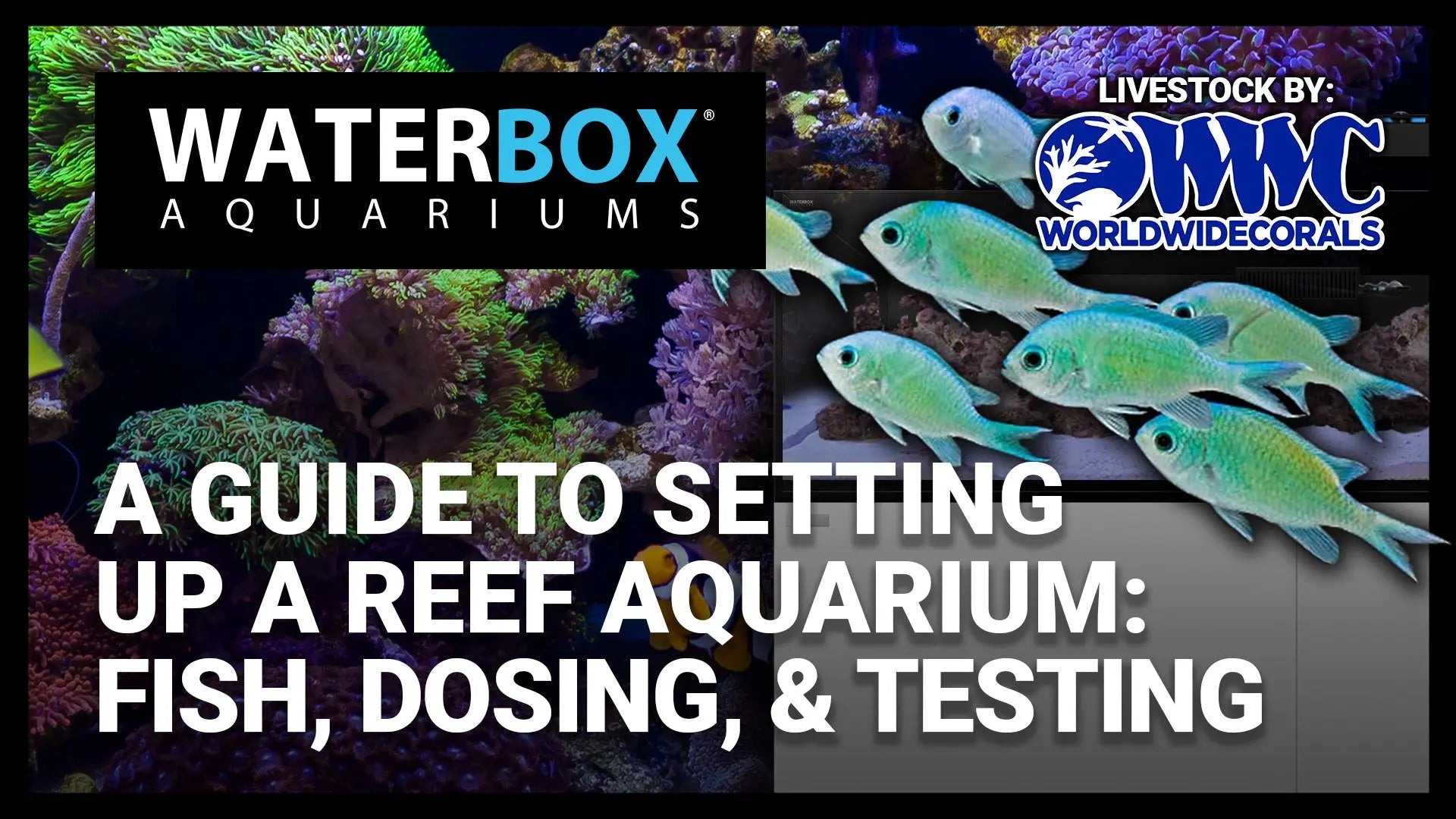 Visiting World Wide Corals for the video series: A Guide to Setting Up a Reef Aquarium Waterbox Aquariums