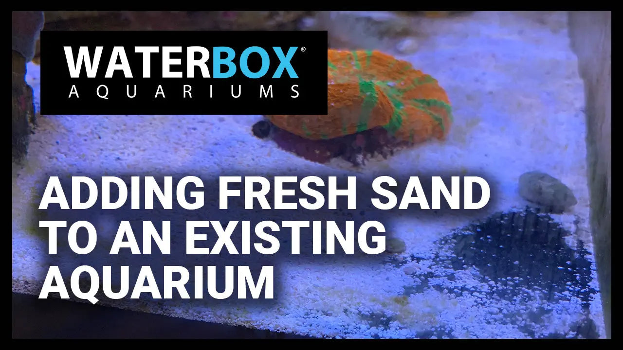 Adding sand to your existing aquarium. Waterbox Aquariums