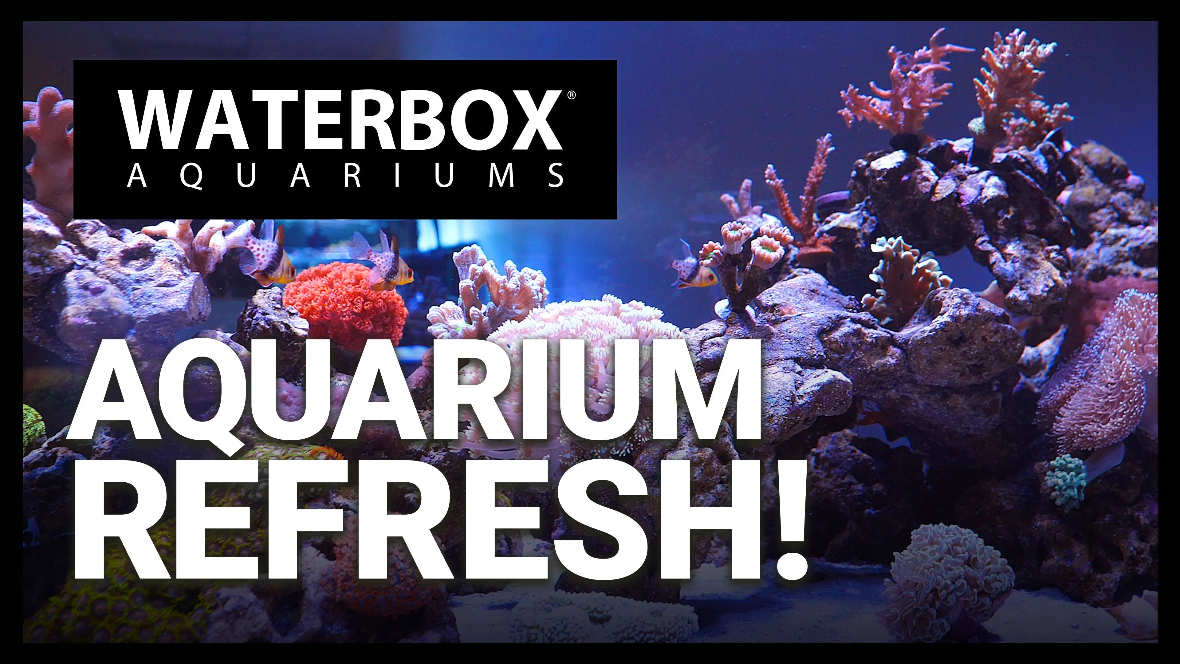 Let's Talk About Products in the New Year: Updates + Announcements Waterbox Aquariums