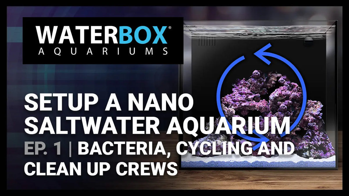Guide to Setting up a Saltwater Nano Aquarium - #2 - Bacteria, Cycling and Clean-up Crews Waterbox Aquariums