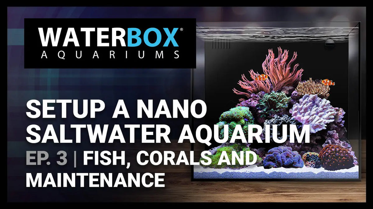 Guide to Setting up a Saltwater Nano Aquarium - #3 - Fish, Corals and Maintenance Waterbox Aquariums