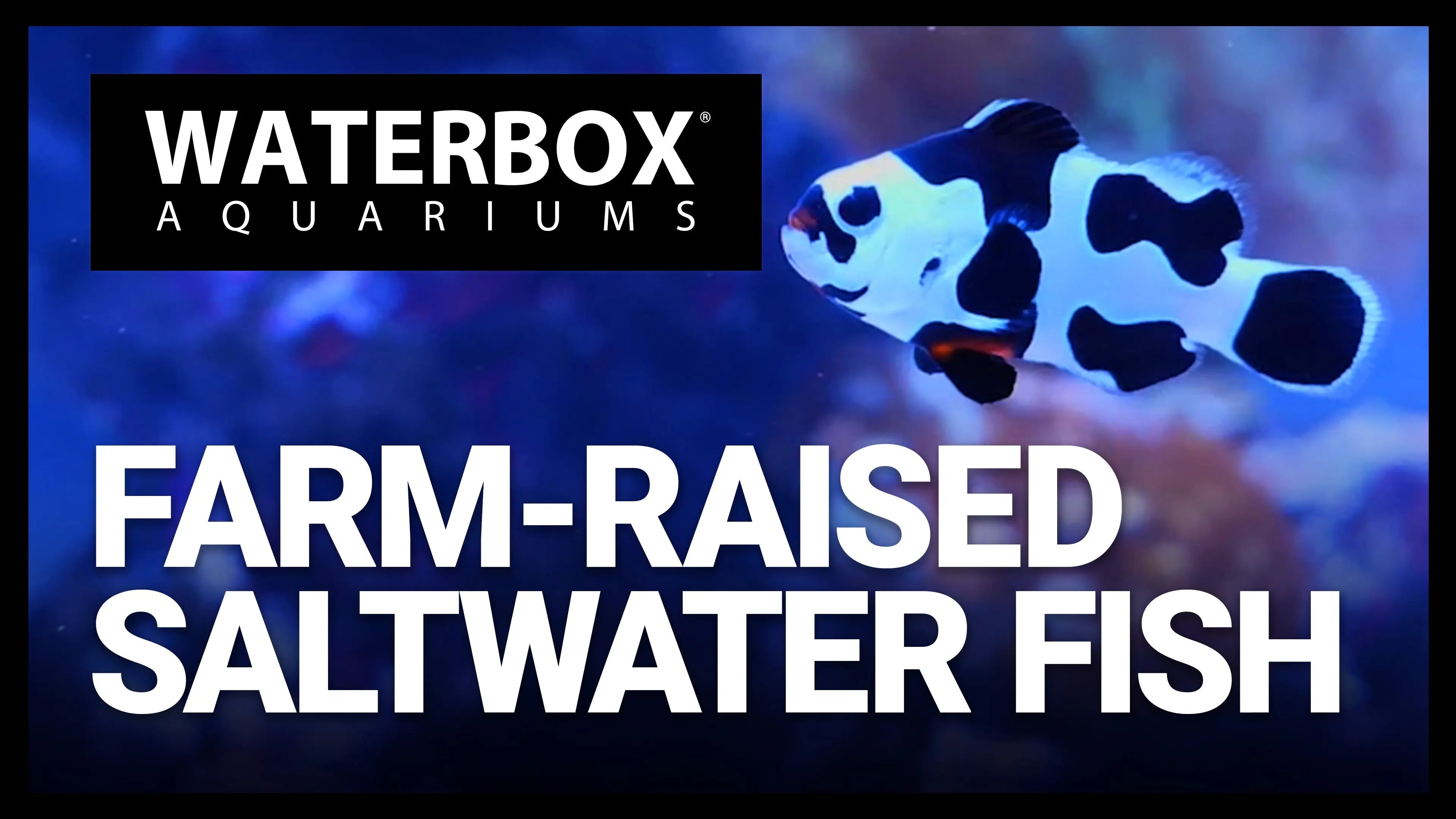 Life + Growth Cycles in Aquaculture: NEW ORA® Fish for the PENINSULA 4820 Waterbox Aquariums