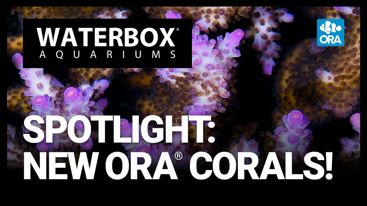 JUST ARRIVED! ORA® Aquacultured Coral Unboxing + Feeding Waterbox Aquariums