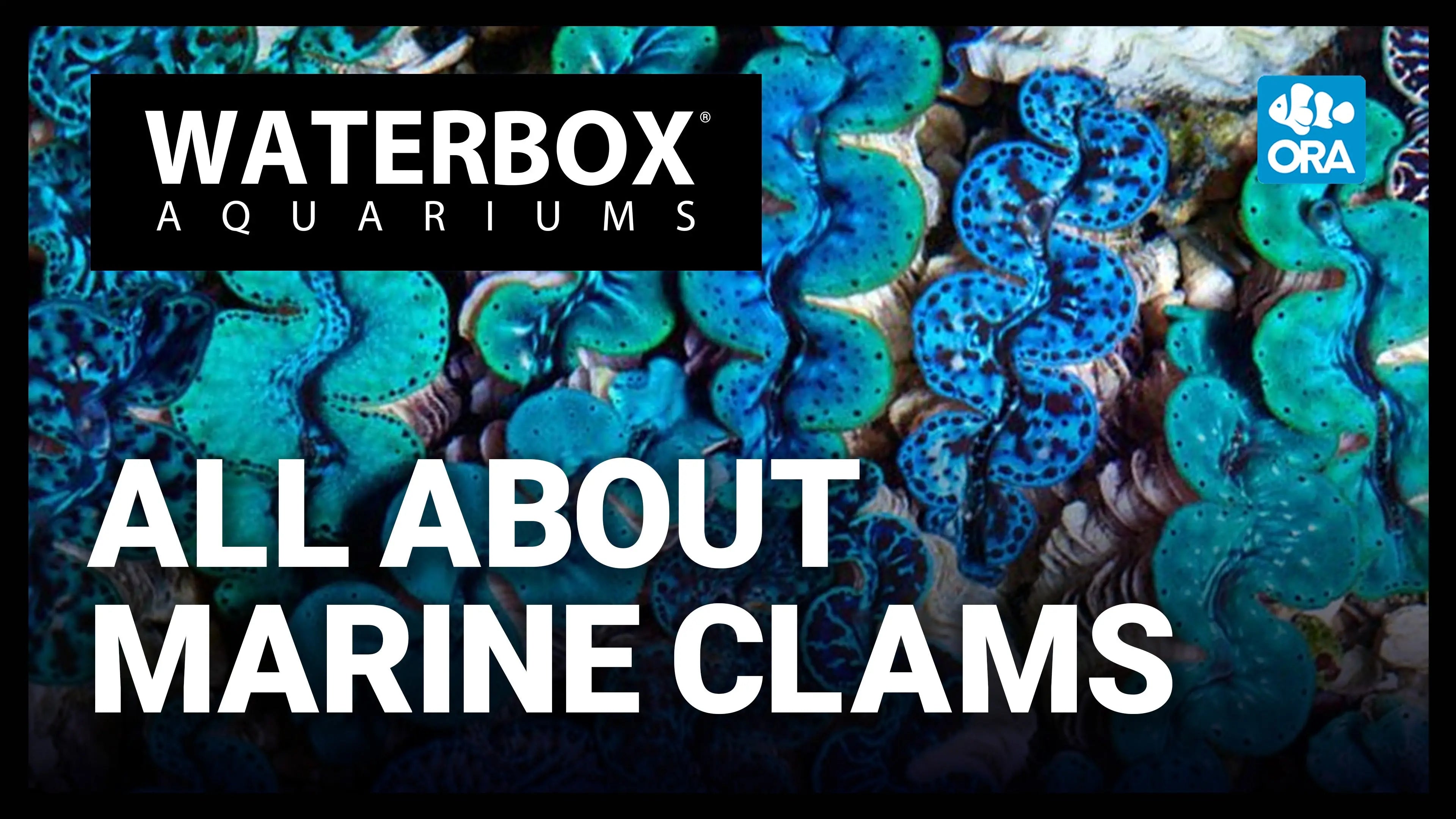 The Do's and Don'ts of Clam Care | ORA® Aquacultured Clams Have Arrived! Waterbox Aquariums