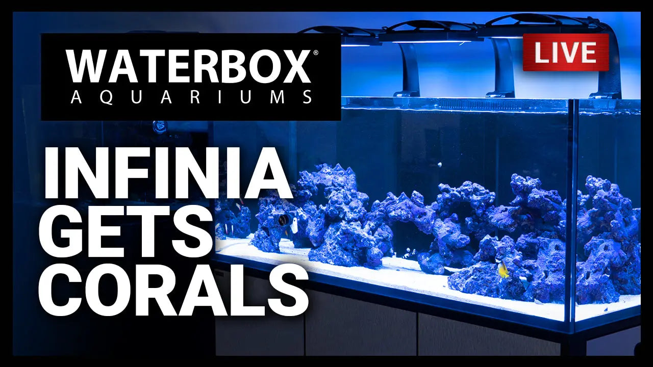Episode 133: INIFINIA is Getting Corals Waterbox Aquariums