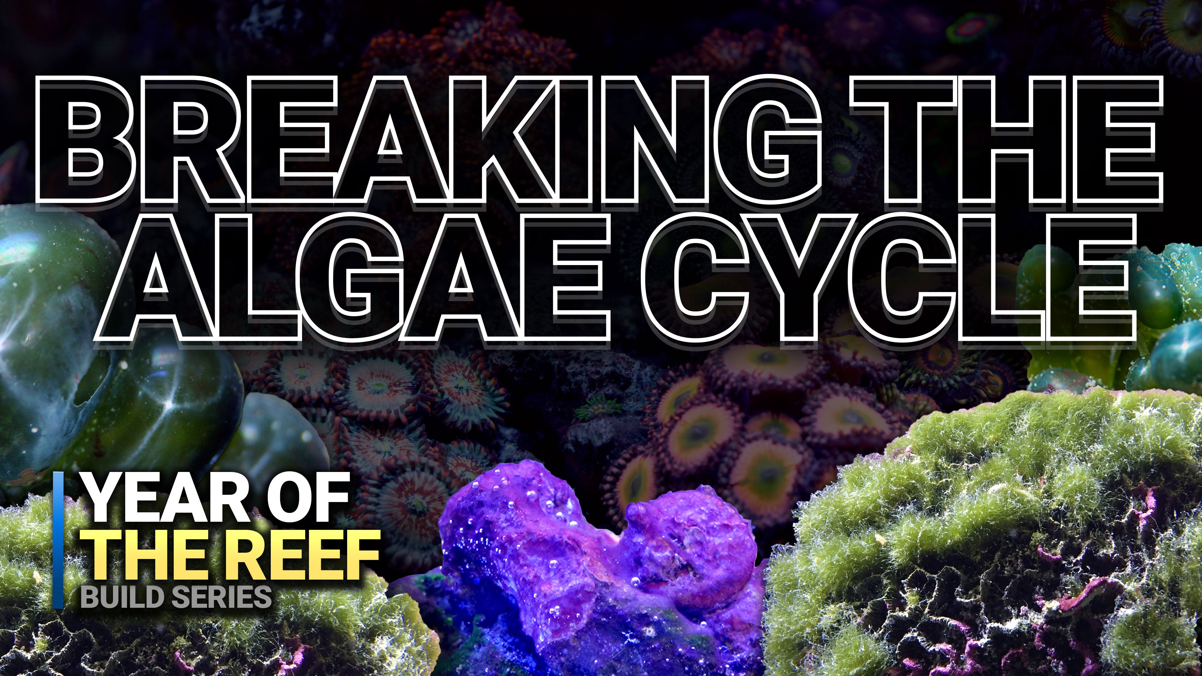 21. Break the Algae Cycle in Your Reef Tank