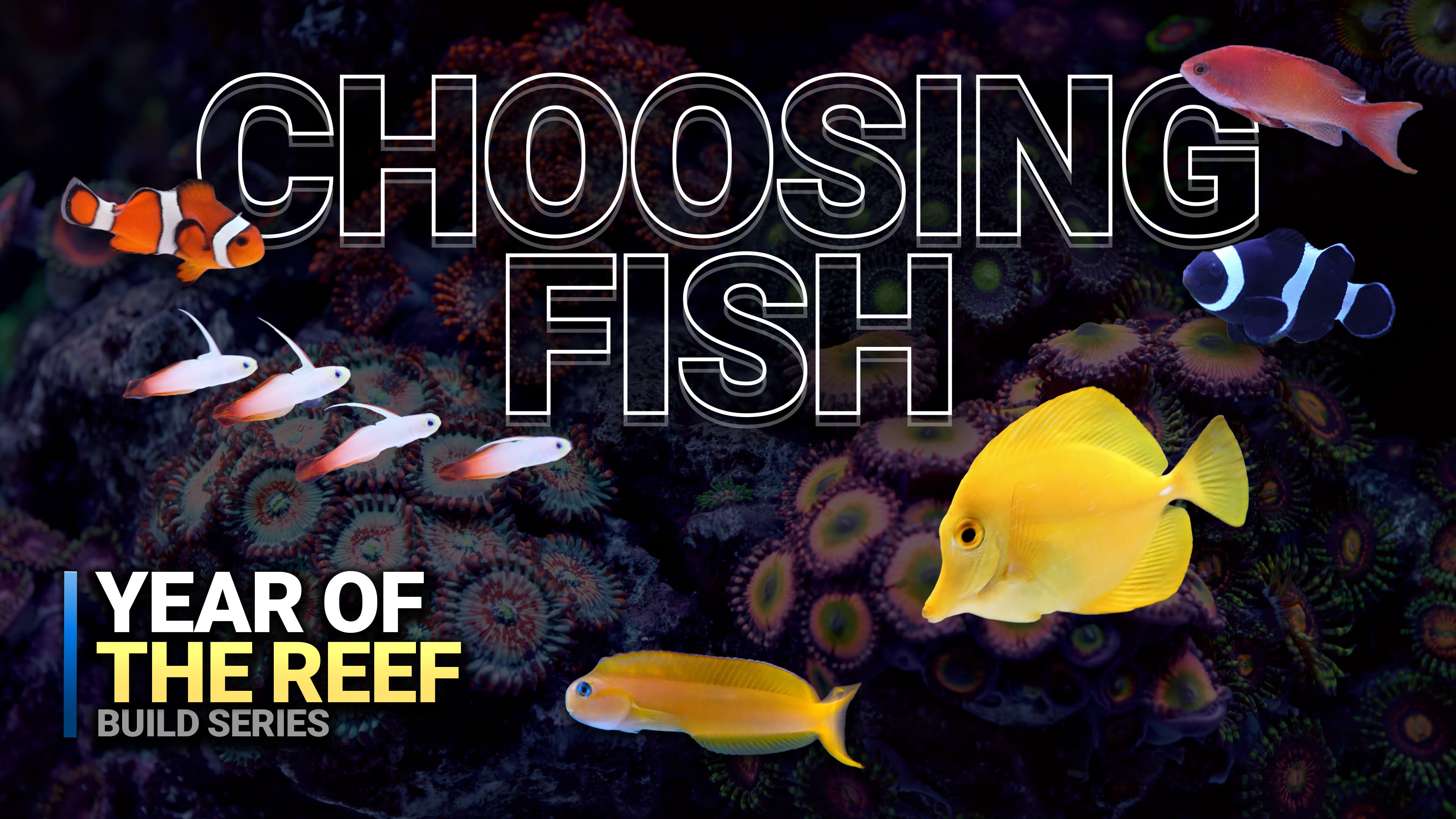 11. Choosing & Adding Fish to Your Reef Aquarium