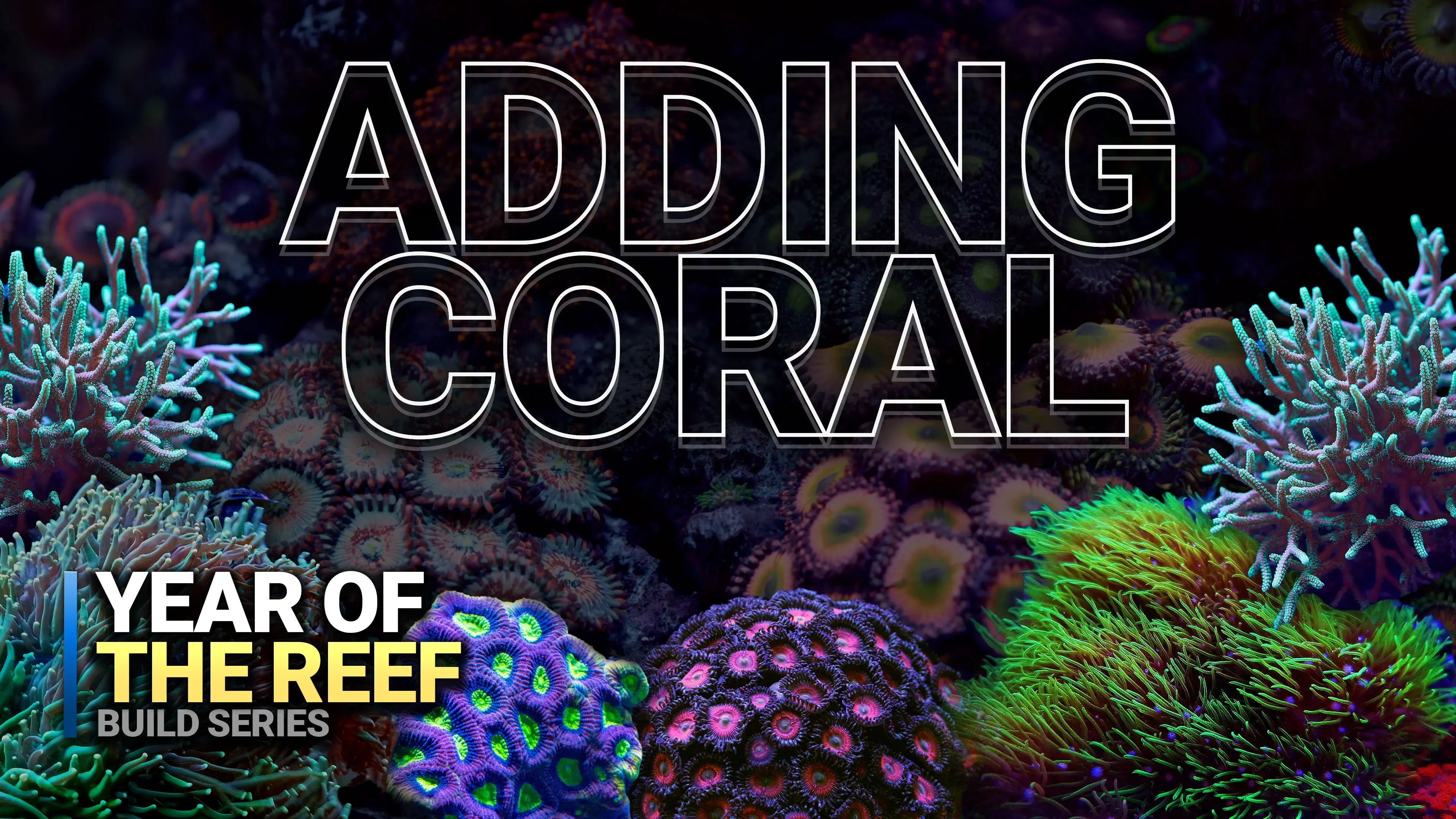 14. Beginner Soft Corals for a Thriving Reef Tank Waterbox Aquariums