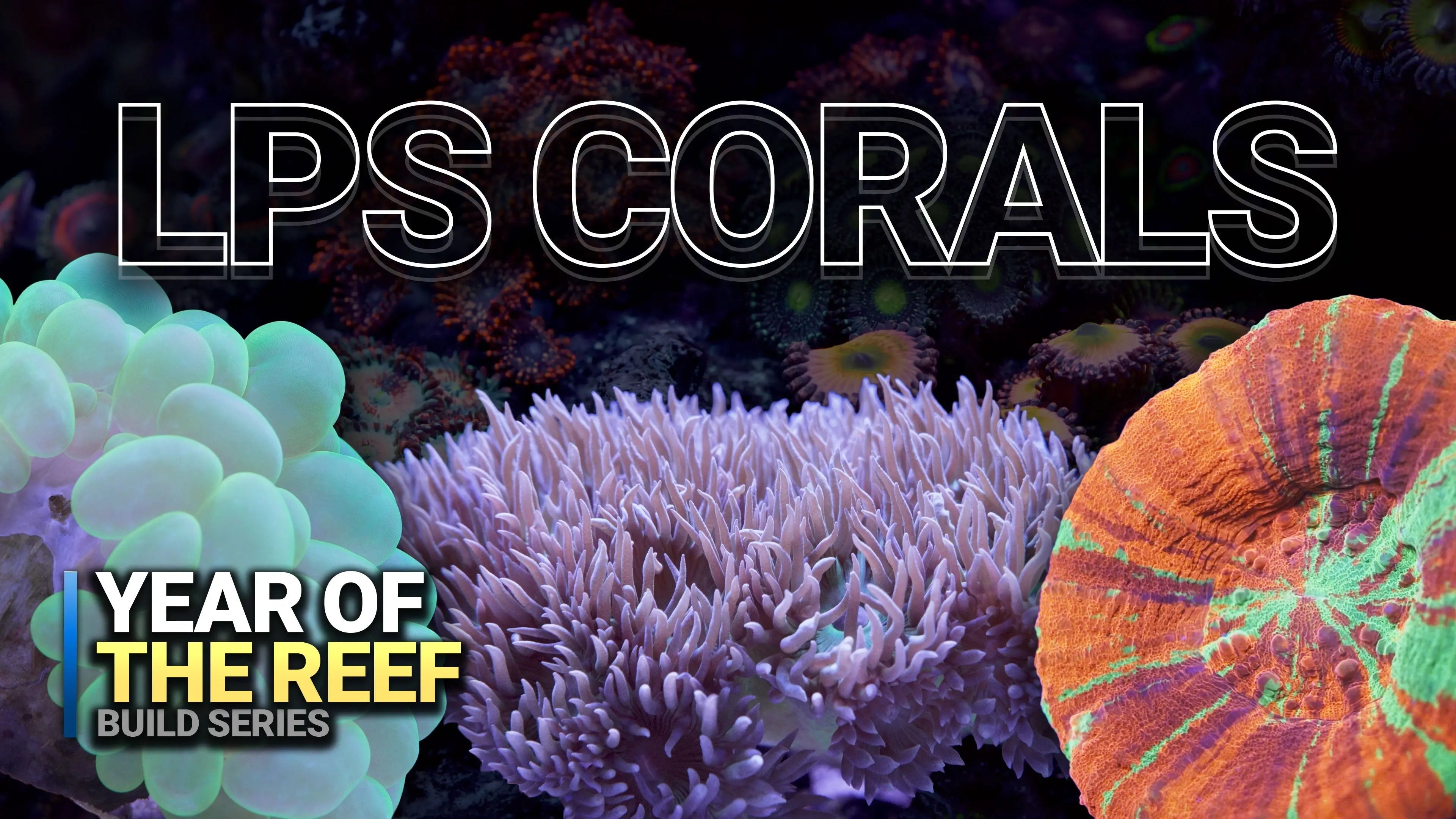 17. Beginner’s Guide to Stunning LPS Corals Waterbox Aquariums