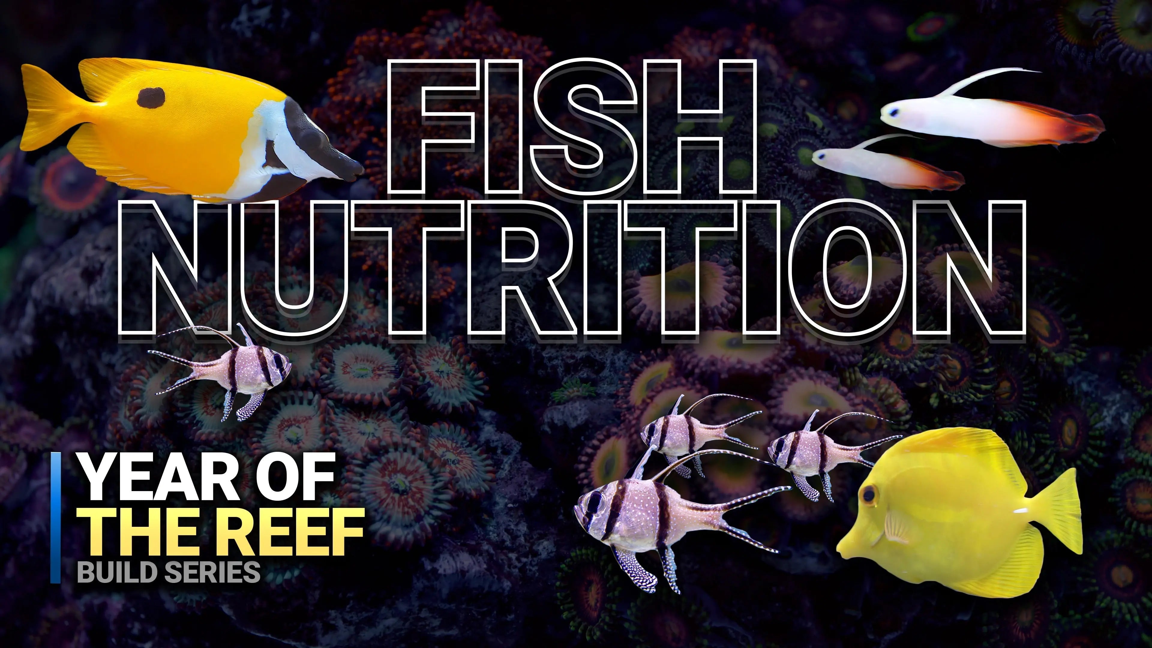 13. Are You Feeding Your Fish Wrong? Waterbox Aquariums