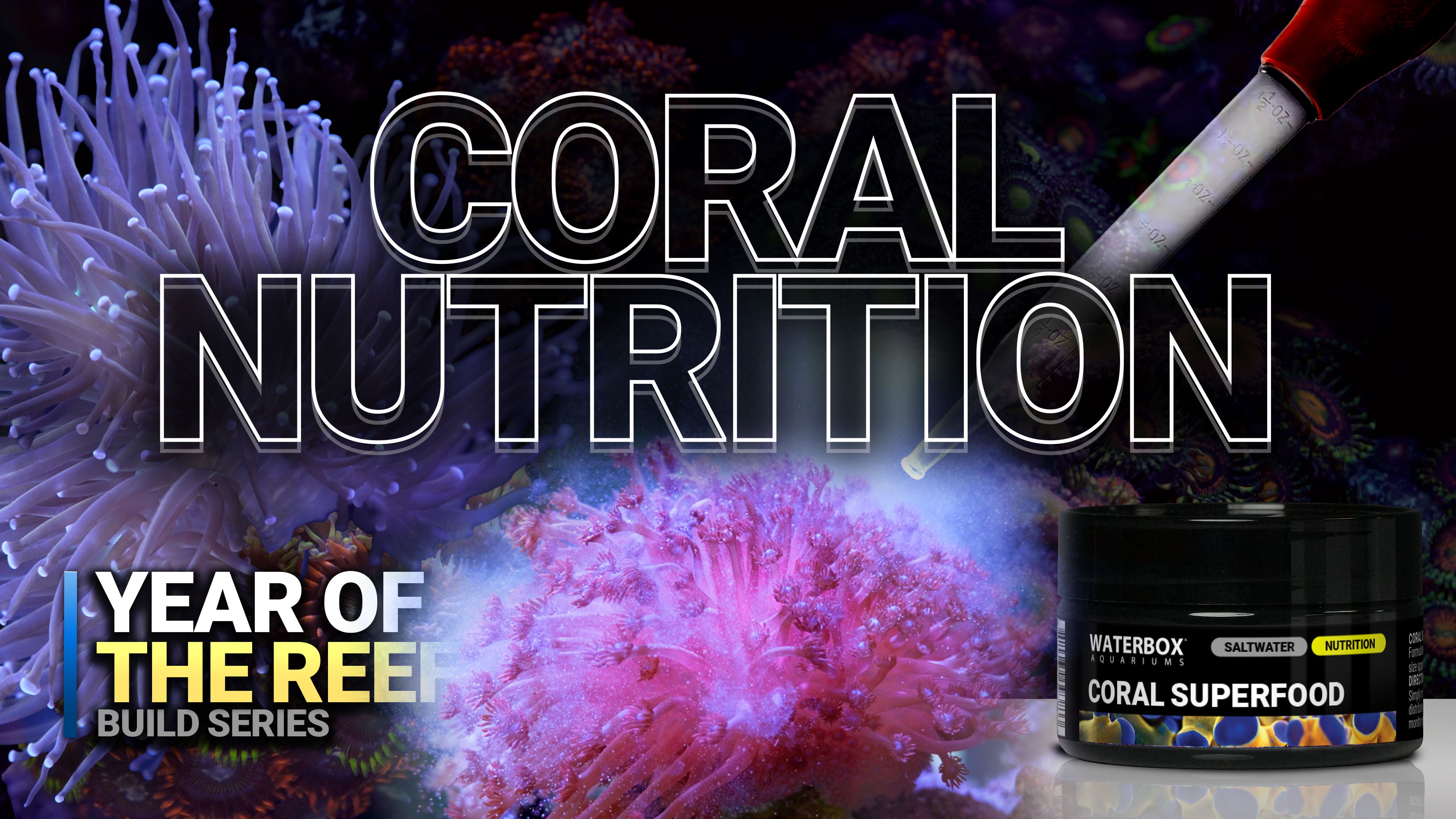 18. Coral Feeding Secrets Revealed! Boost Color, Growth & Health