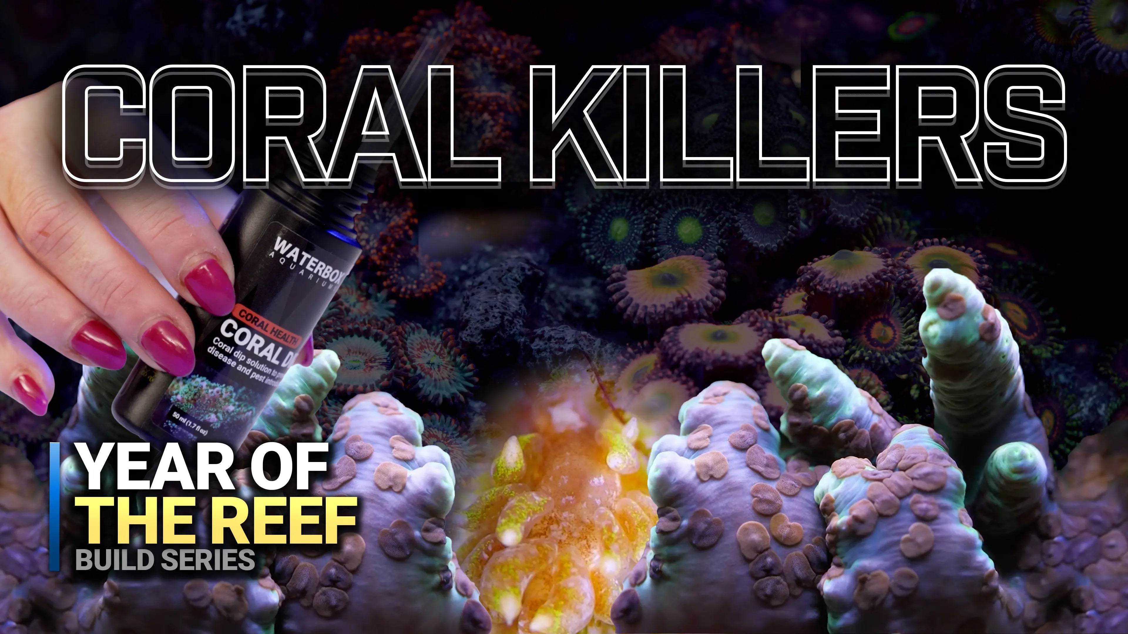 24: Coral Killers: How to Prevent and Eliminate Reef Pests Waterbox Aquariums