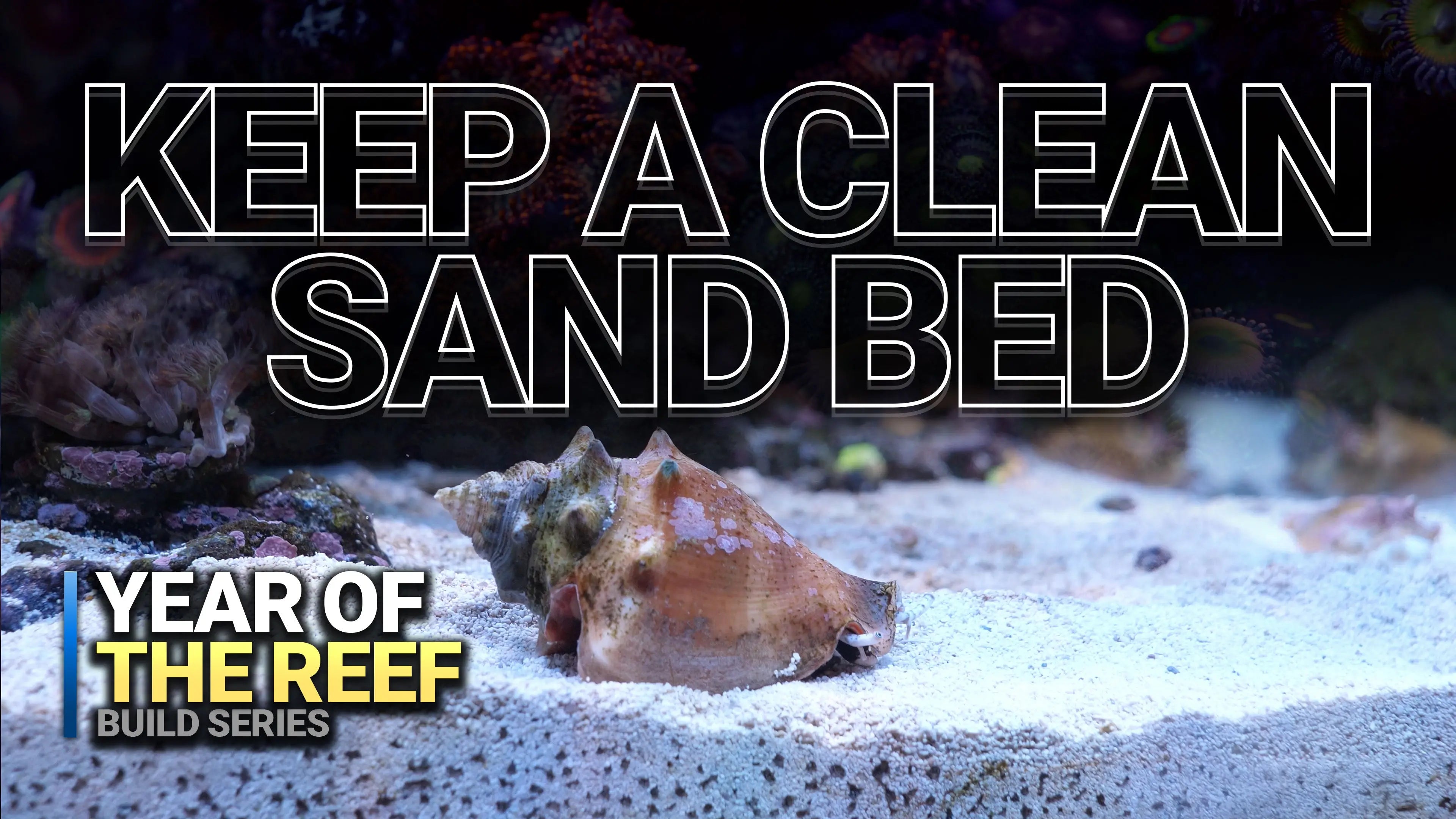 23: Keeping your sand clean Waterbox Aquariums