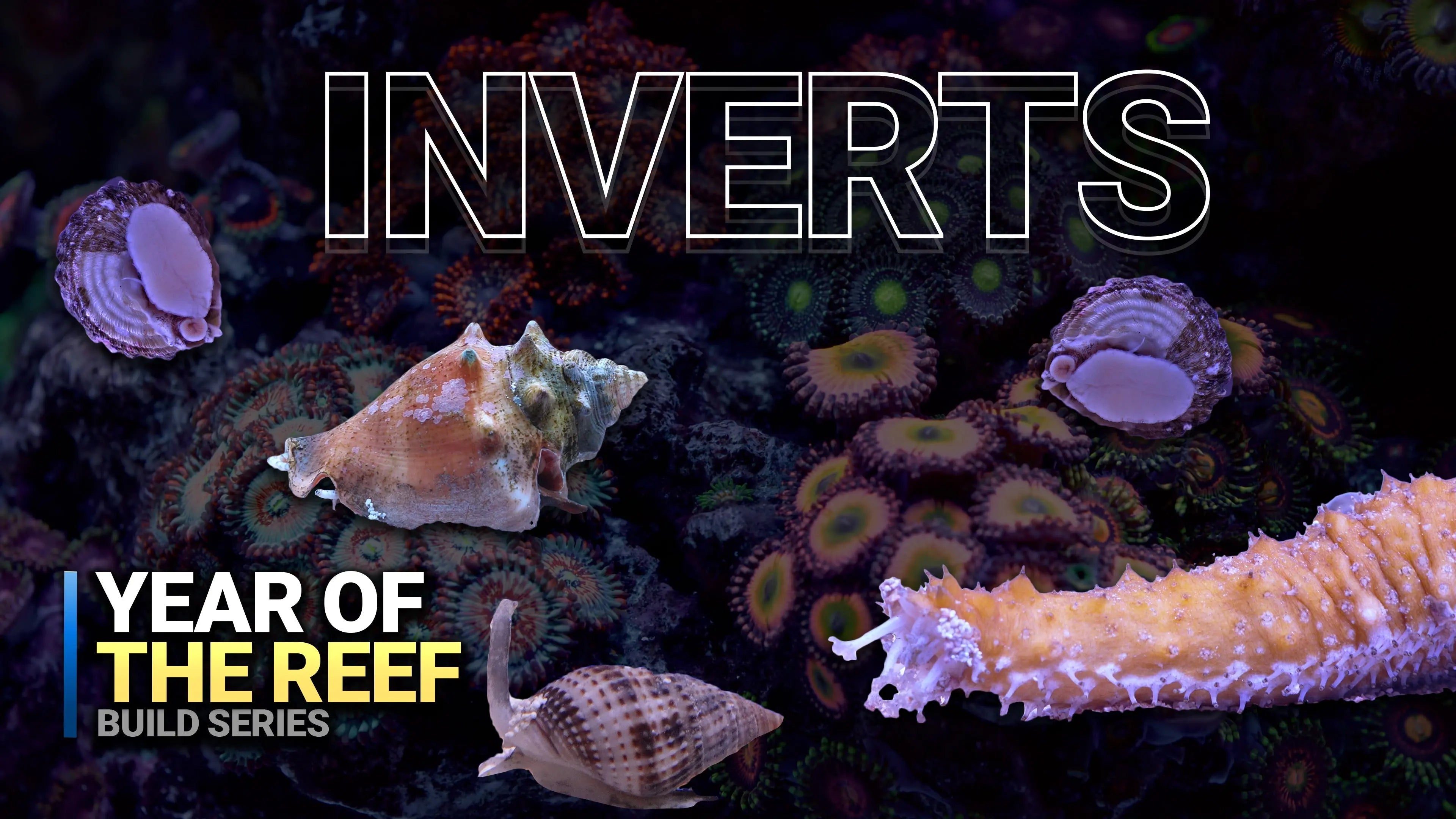10. Best Inverts for a New Reef Tank! Waterbox Aquariums