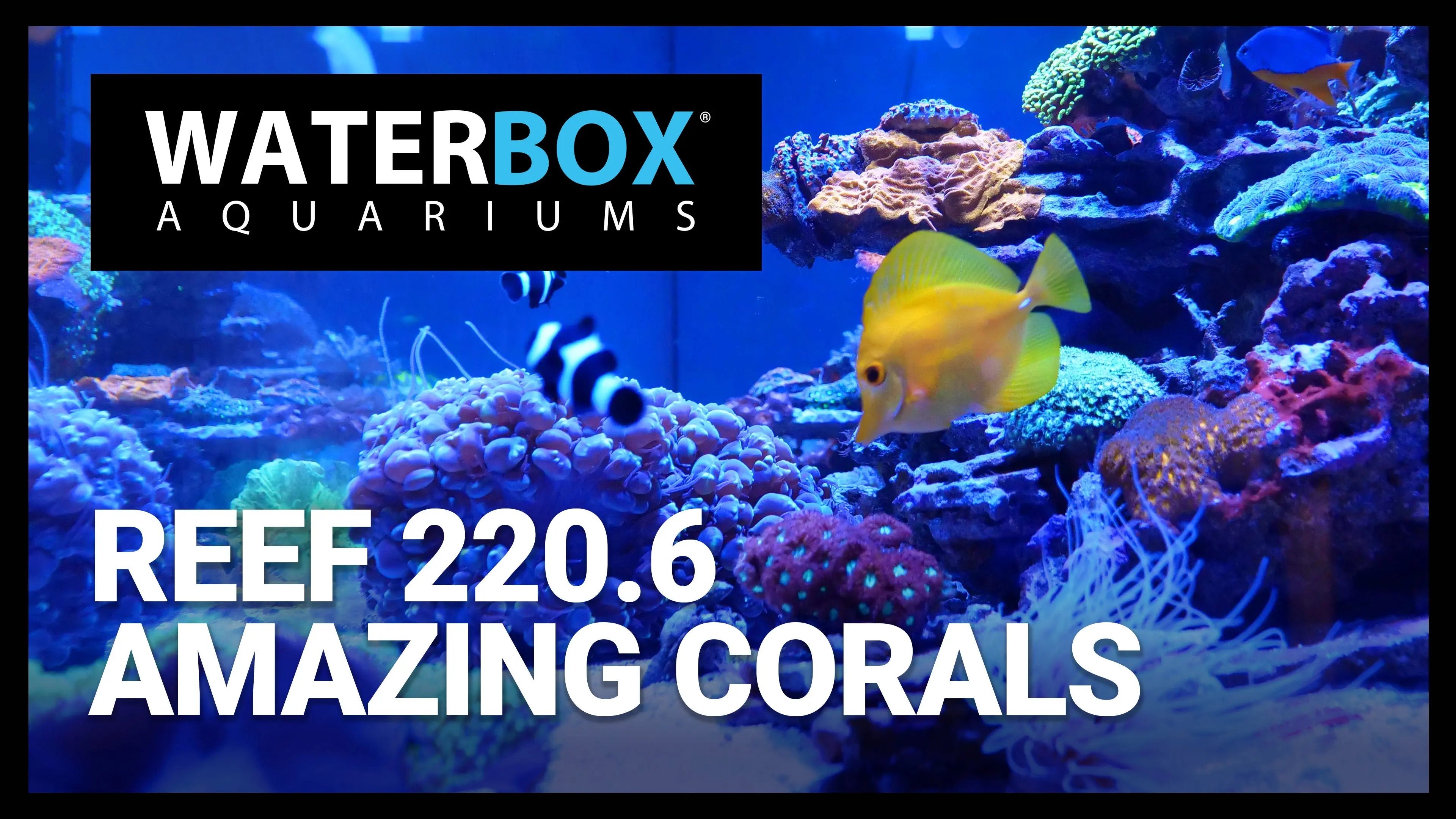 Growing Corals in the REEF 220.6 Waterbox Aquariums